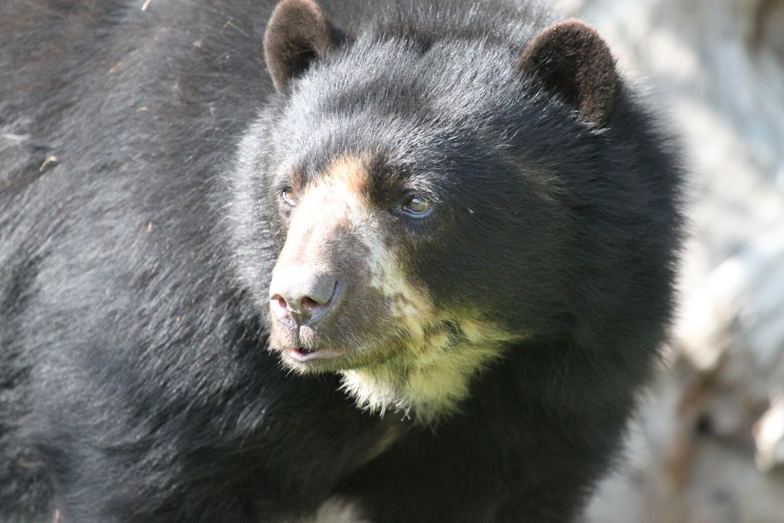 Canon EOS 500D (EOS Rebel T1i / EOS Kiss X3) sample photo. Animal, bear, head photography