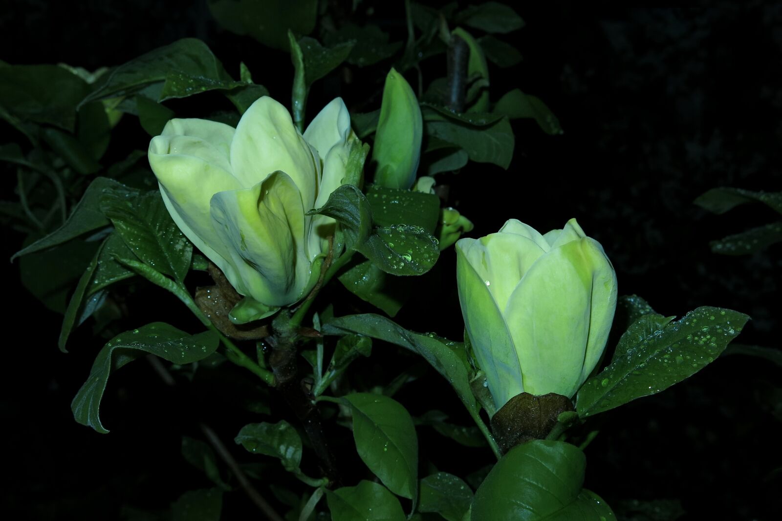 Canon PowerShot G15 sample photo. Magnolia, yellow flower, flower photography