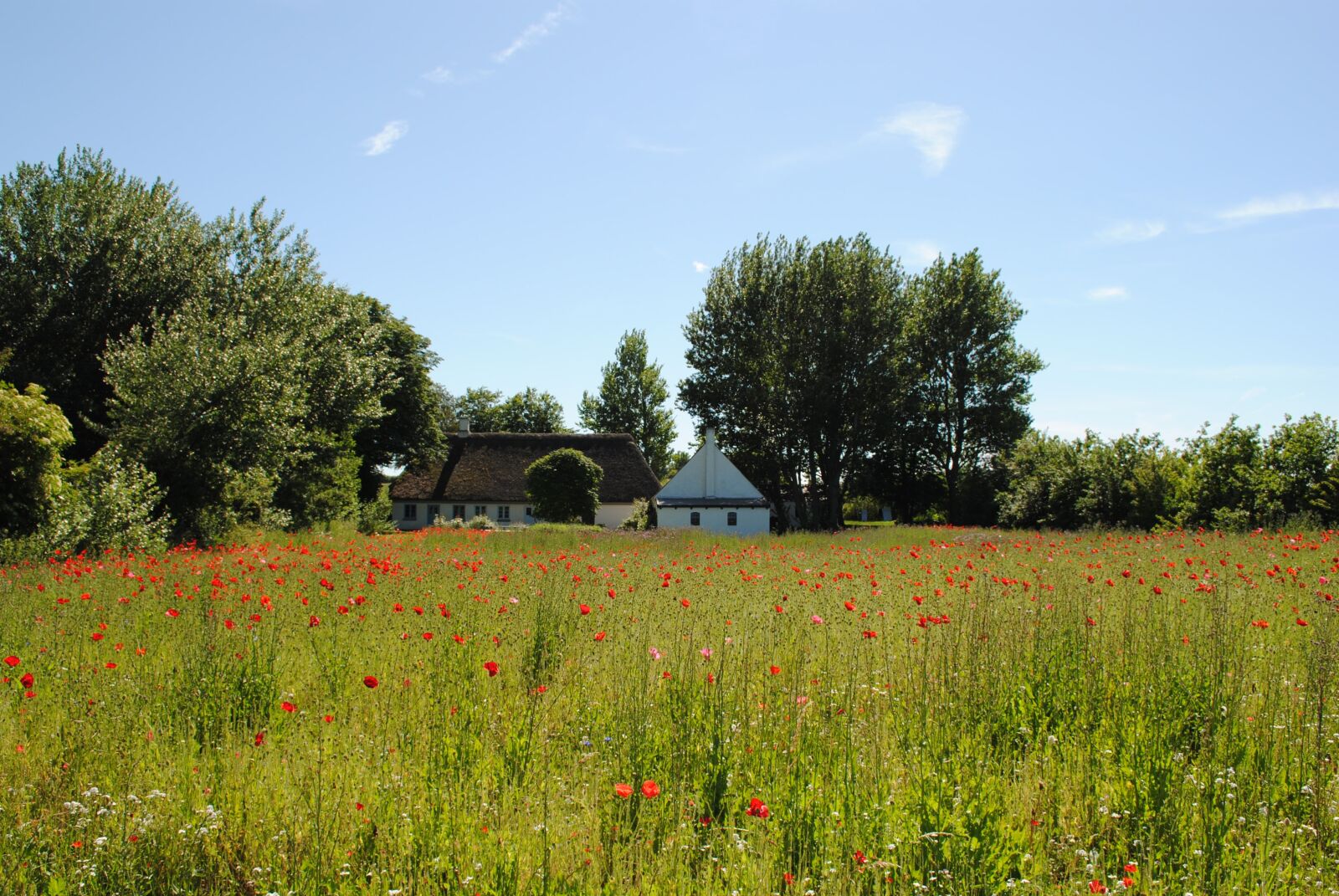Nikon D3000 sample photo. Denmark, field of poppies photography