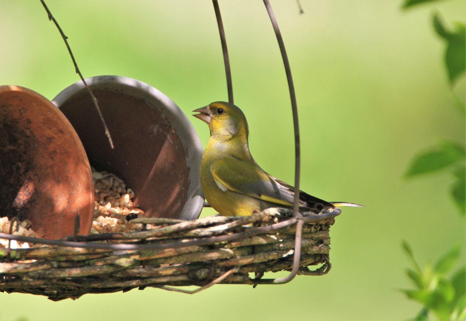 Tamron SP 150-600mm F5-6.3 Di VC USD sample photo. Greenfinch, feeding place, foraging photography