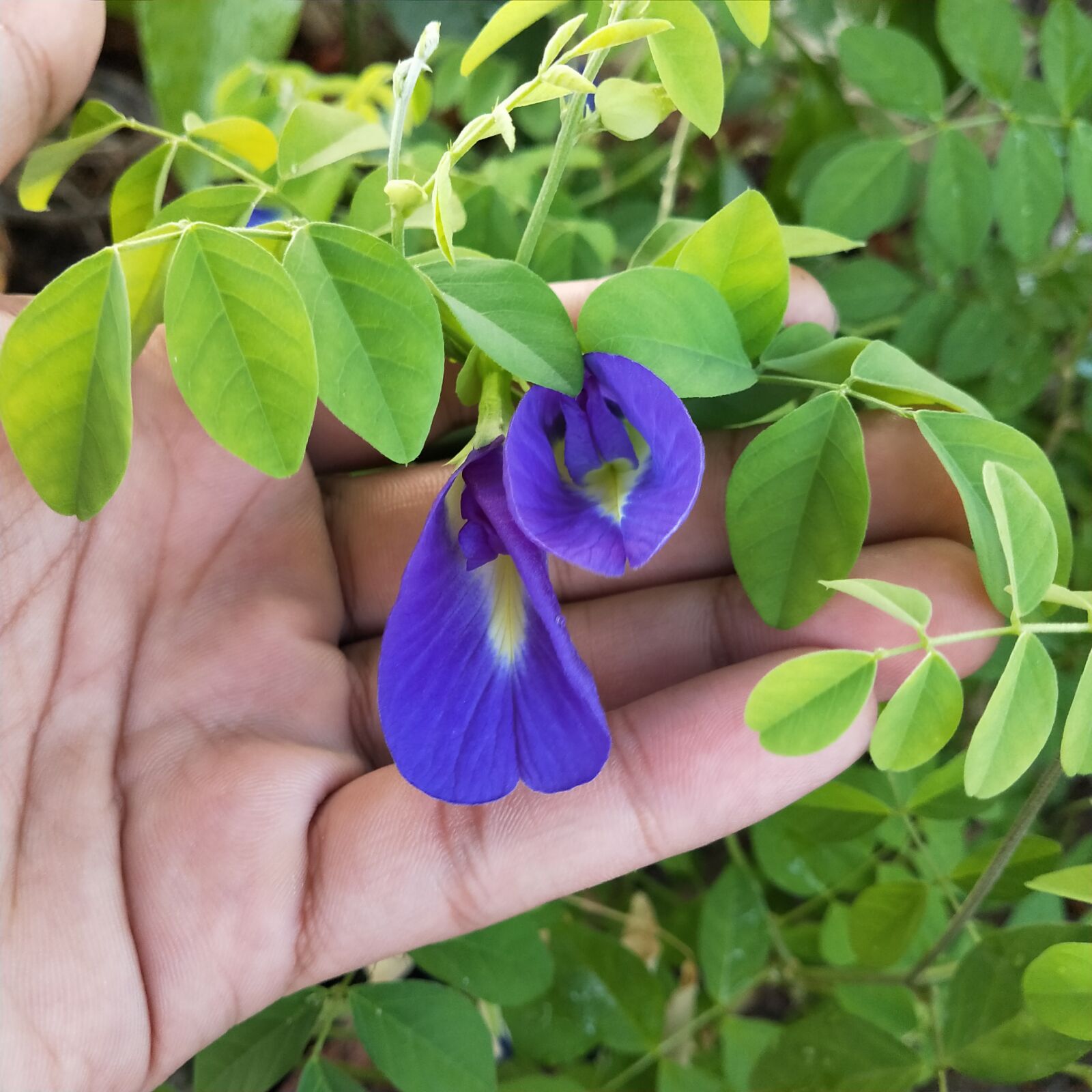 OPPO Realme 2 Pro sample photo. Violet flowers, convolvulaceae, morning photography
