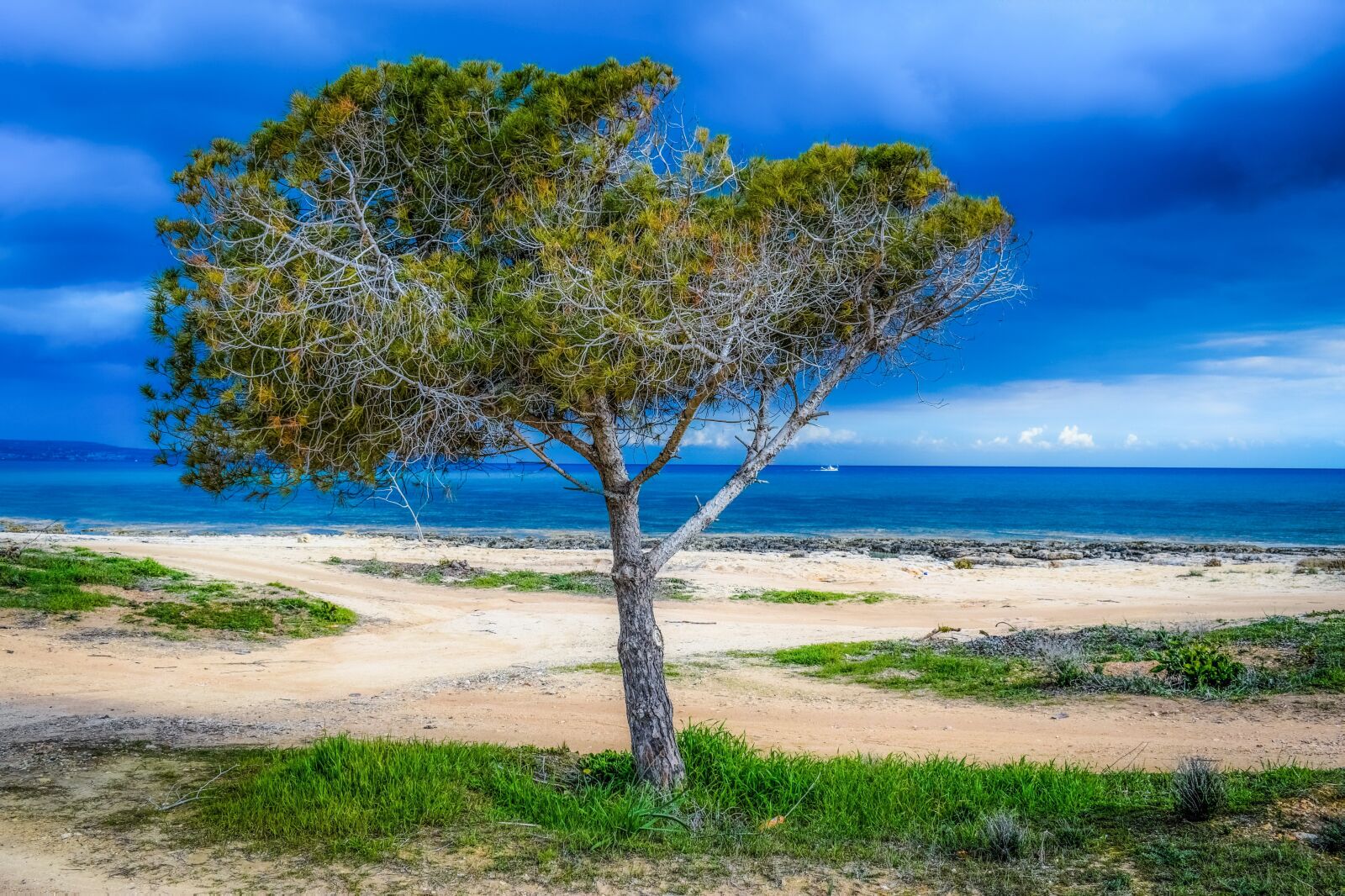 Nikon D3300 sample photo. Tree, beach, sea photography