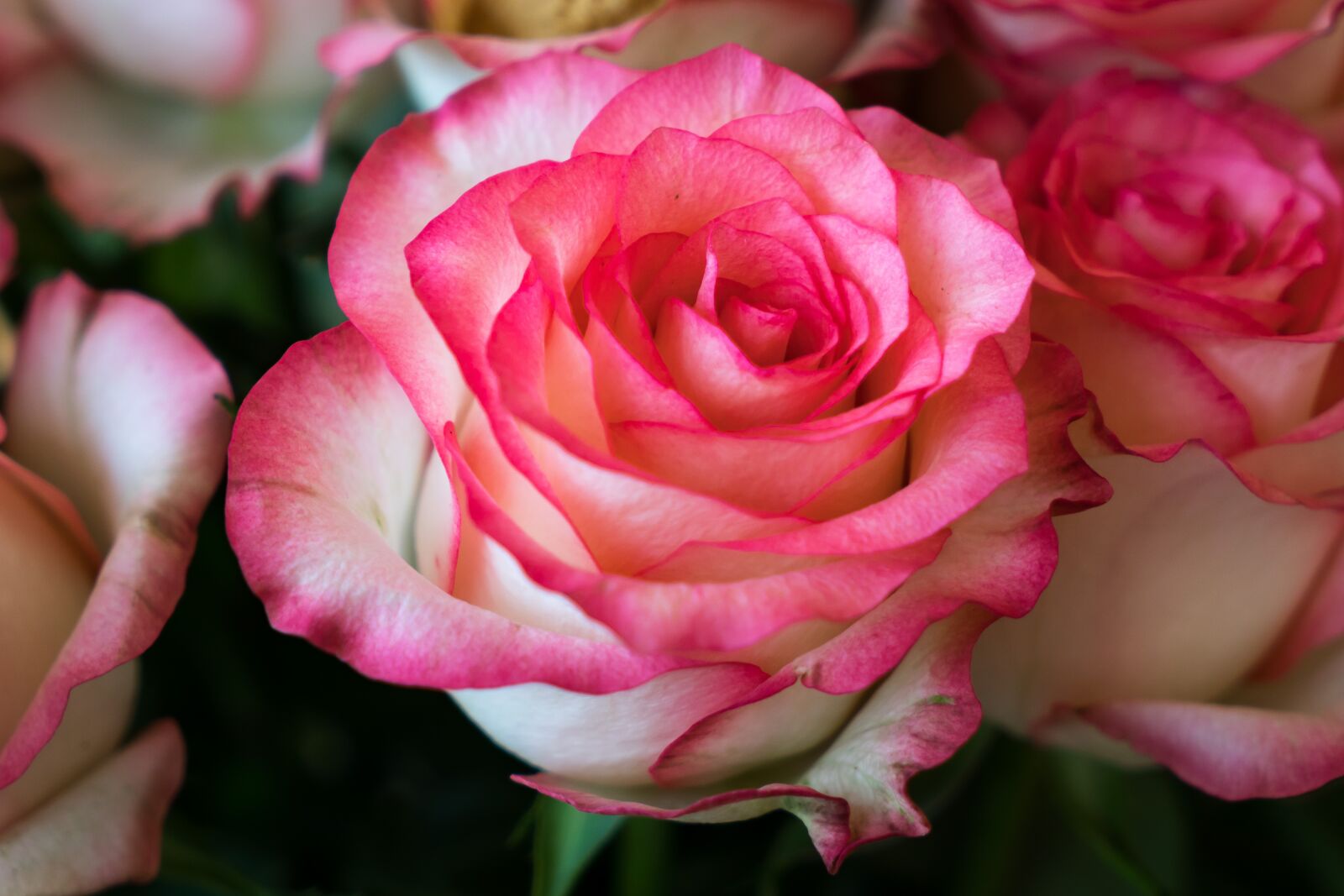 Sony Vario Tessar T* FE 24-70mm F4 ZA OSS sample photo. Rose, flowers, bouquet photography
