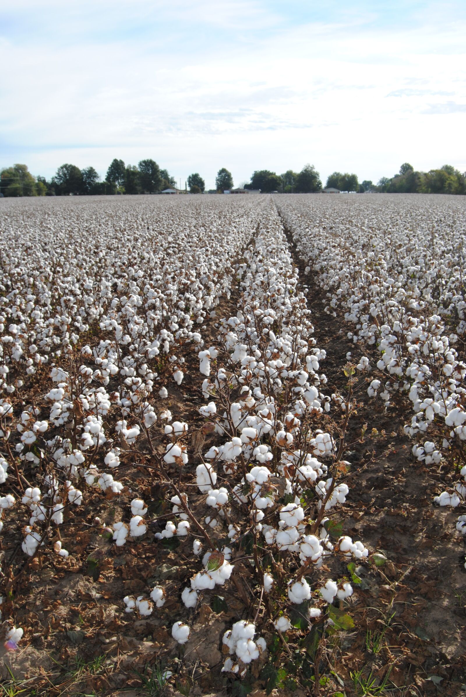 Nikon D3000 sample photo. Cotton, field, agriculture photography