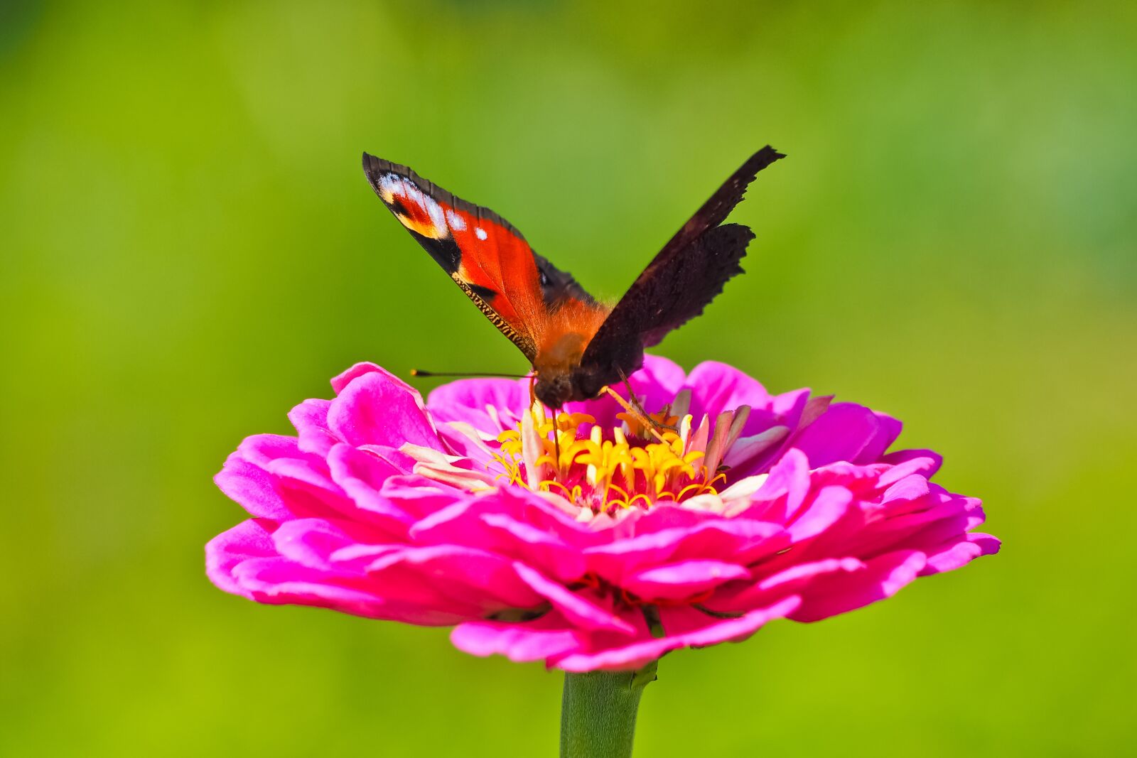 Olympus OM-D E-M10 sample photo. Flower, butterfly, blossom photography