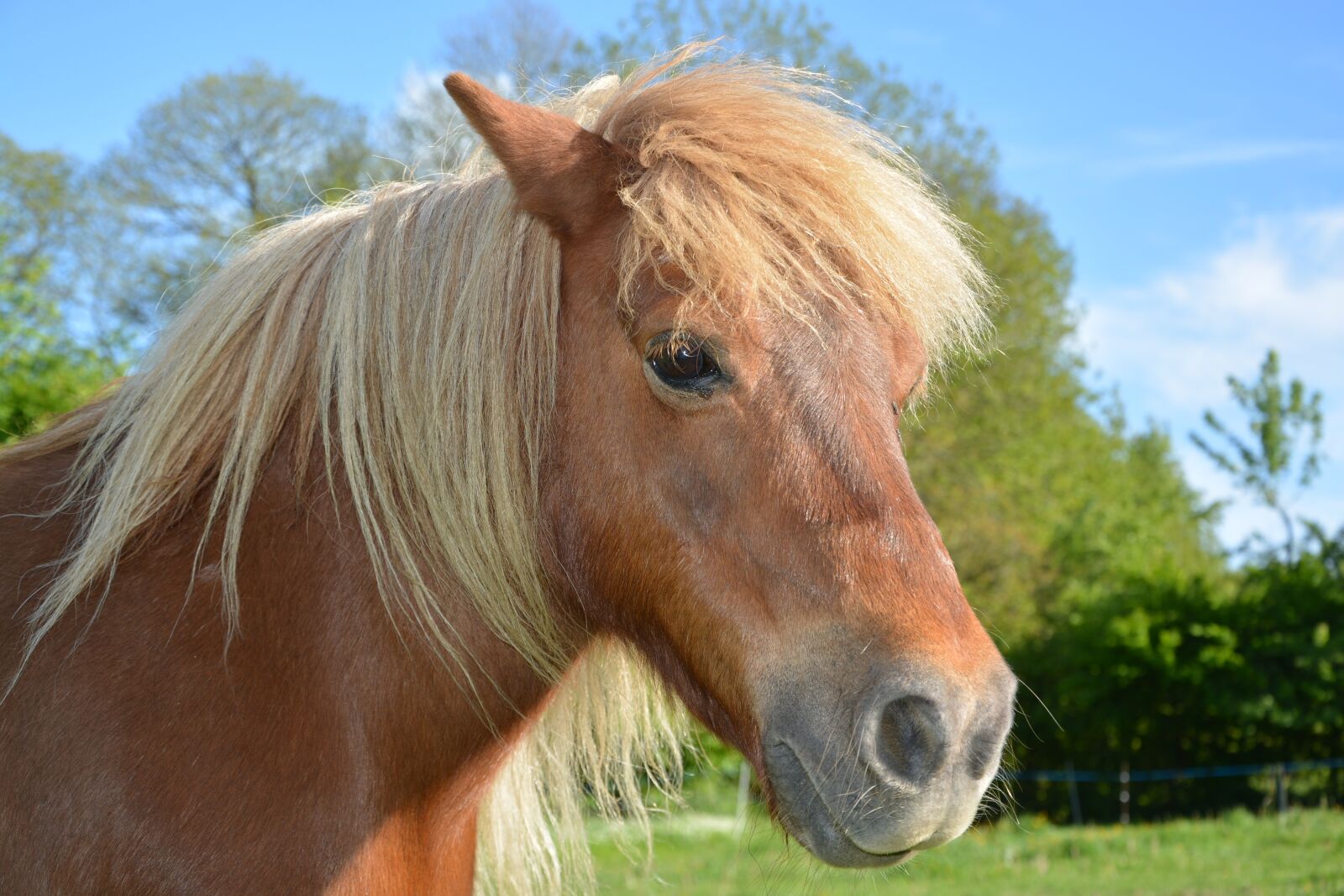 Nikon D5200 sample photo. Shetland pony, small horse photography
