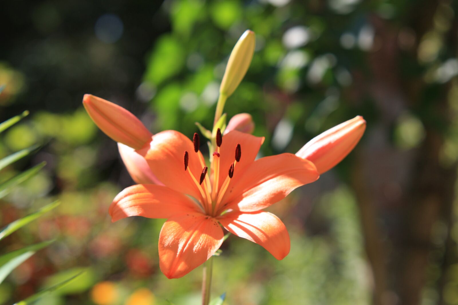 Canon EOS 40D sample photo. Flower, plant, landscape photography