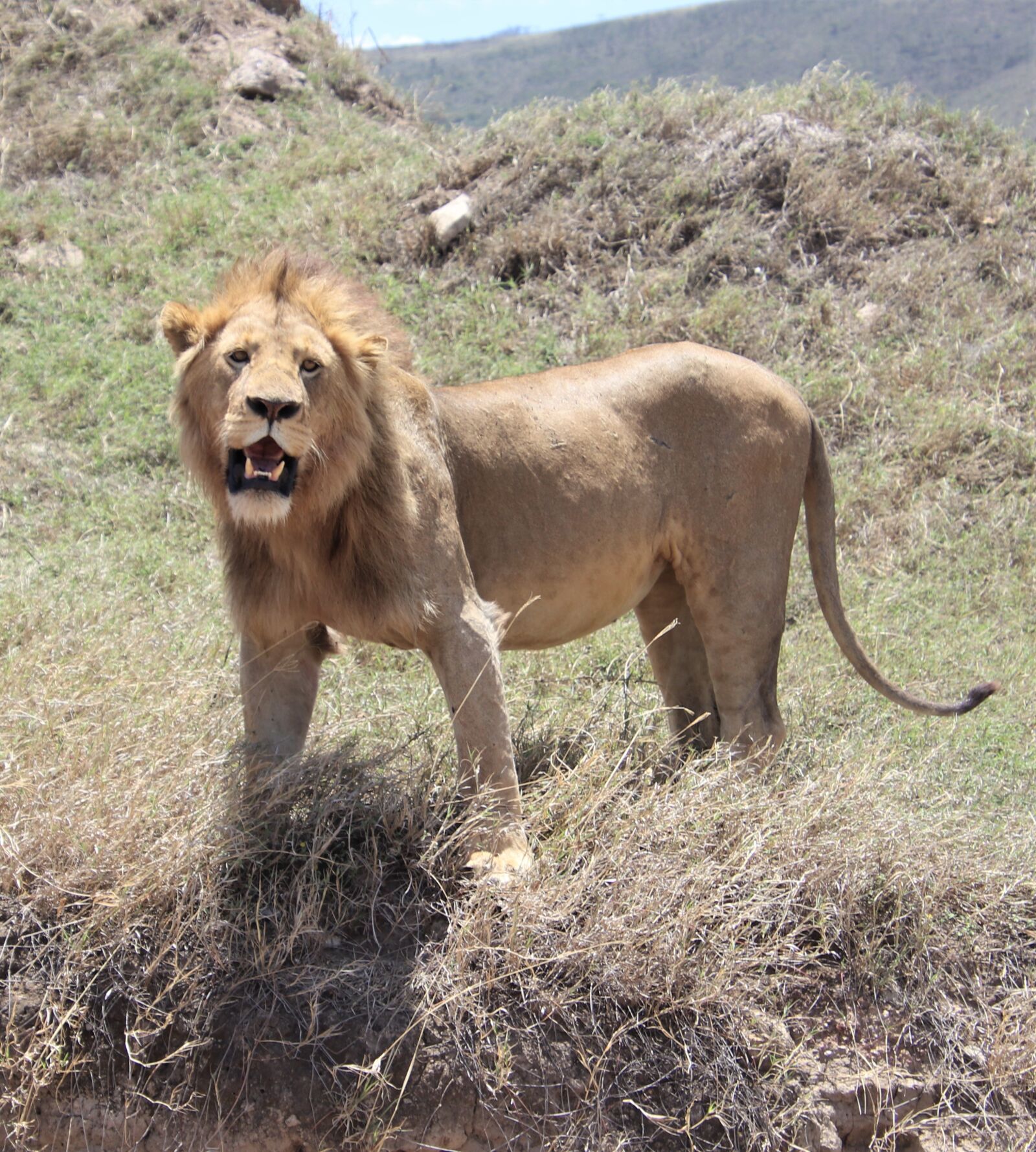 Tamron 18-400mm F3.5-6.3 Di II VC HLD sample photo. Lion, safari, animal photography
