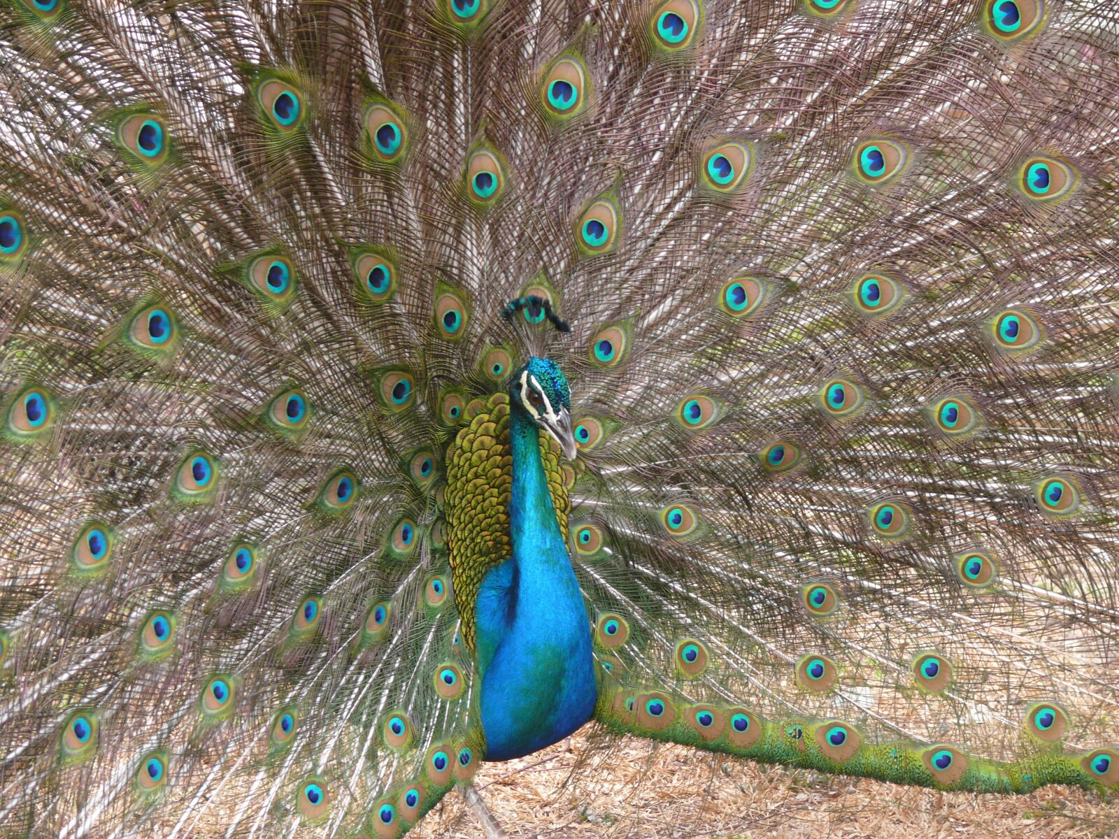 Panasonic DMC-FZ50 sample photo. Pea fowl, peacock, animal photography