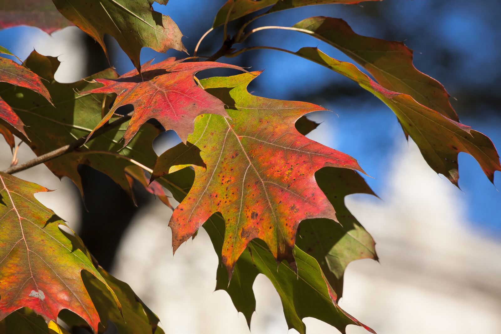 Canon EOS 50D sample photo. Maple, autumn, red photography