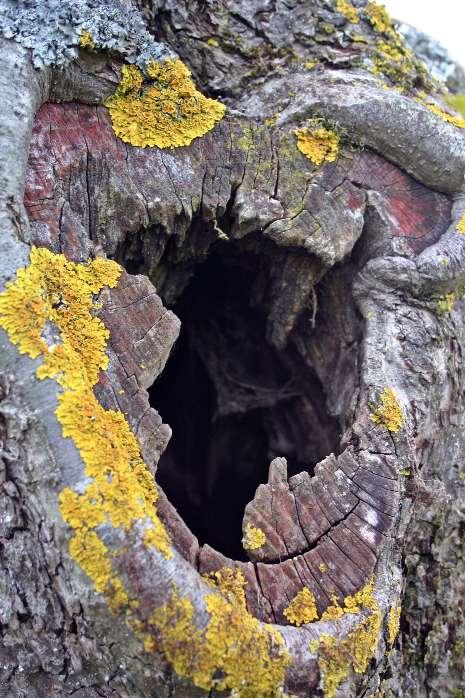 Canon EOS 300D (EOS Digital Rebel / EOS Kiss Digital) sample photo. Tree cave, tree, tribe photography