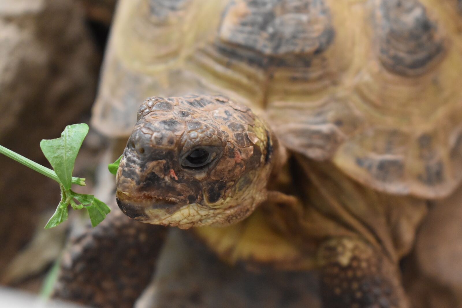Nikon D3500 sample photo. Turtle, panzer, tortoise shell photography