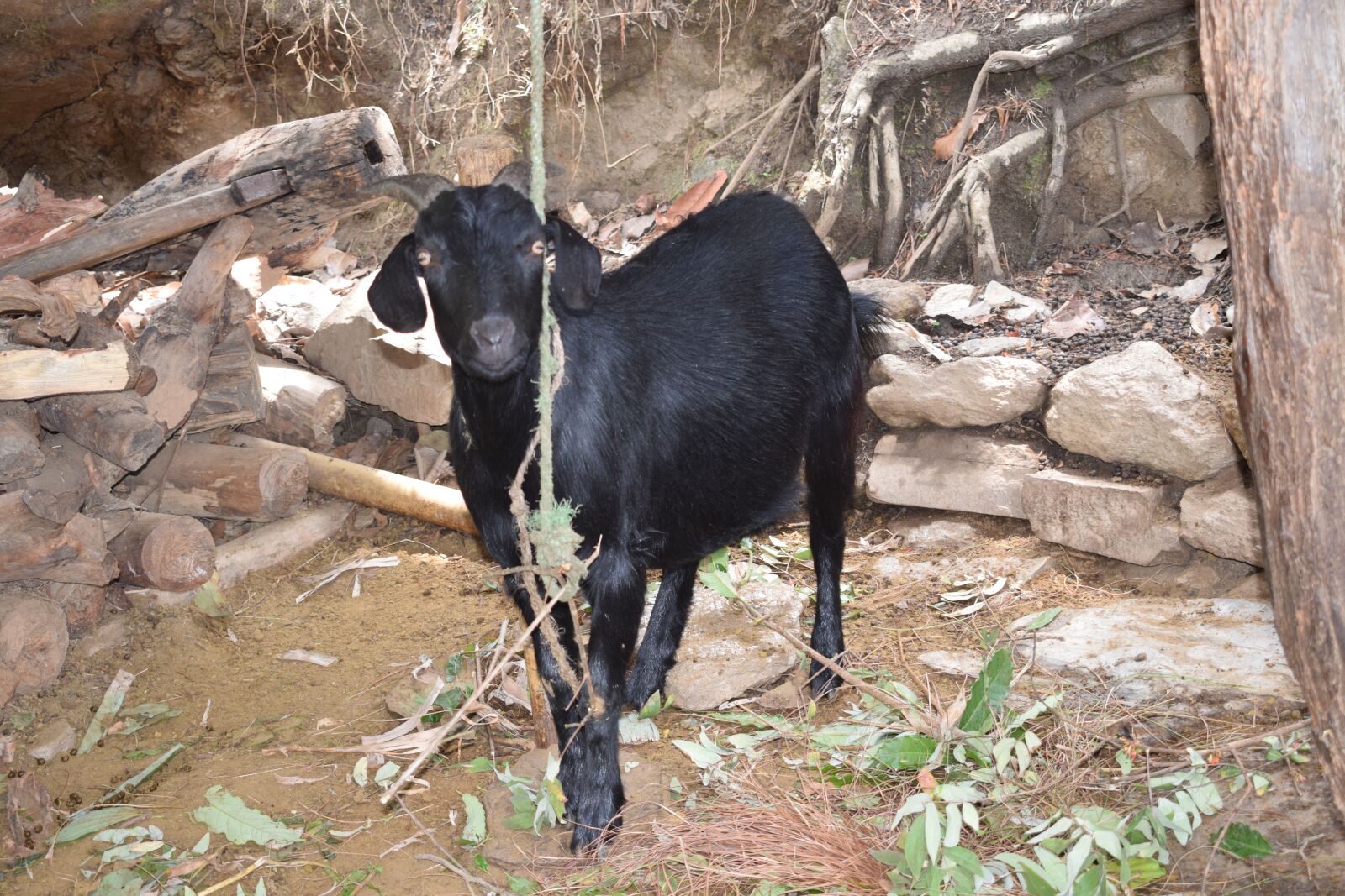 Nikon D5300 sample photo. Black goat, local goat photography