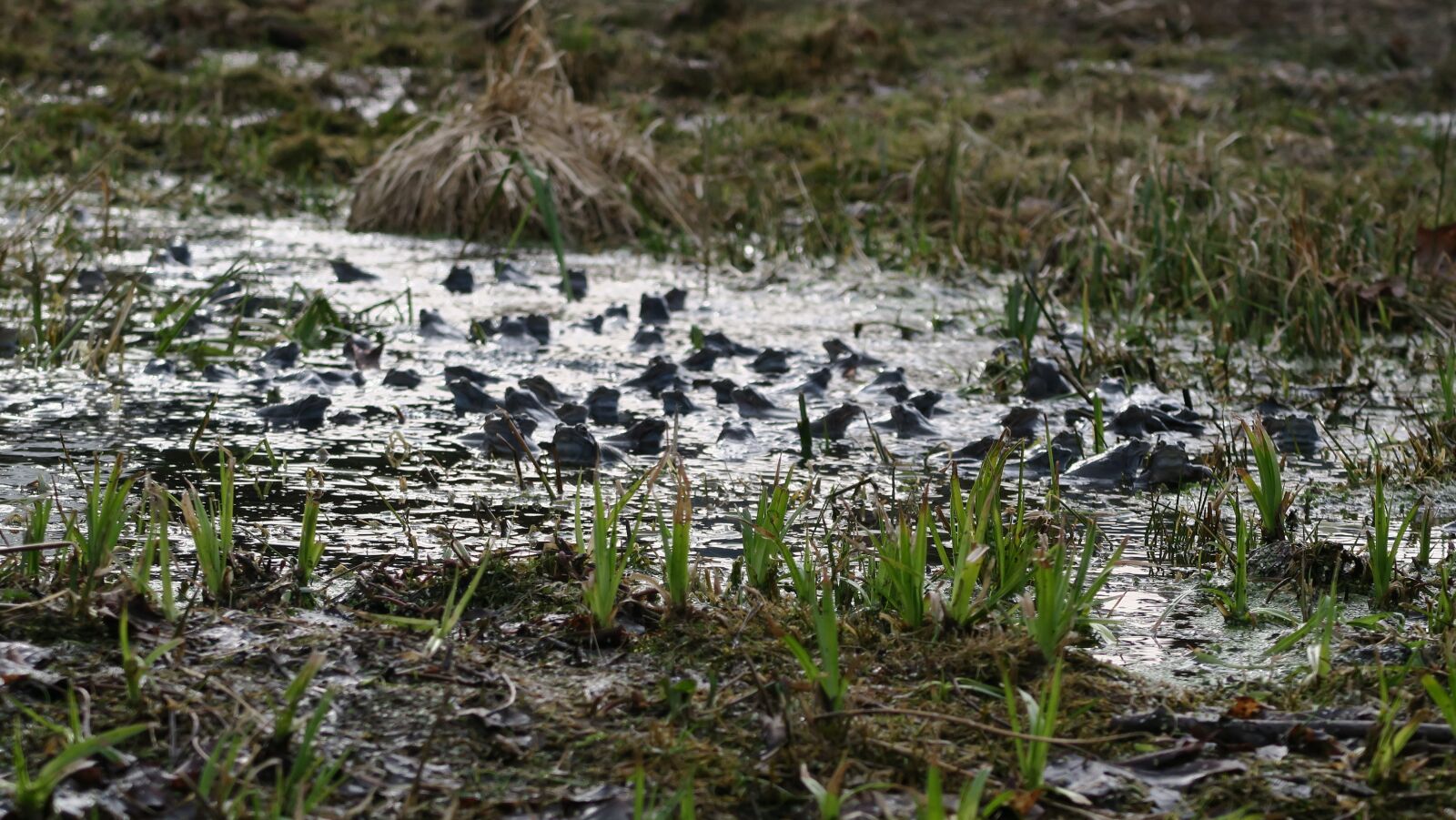 Canon PowerShot G5 X sample photo. Frogs, the multiplication of photography