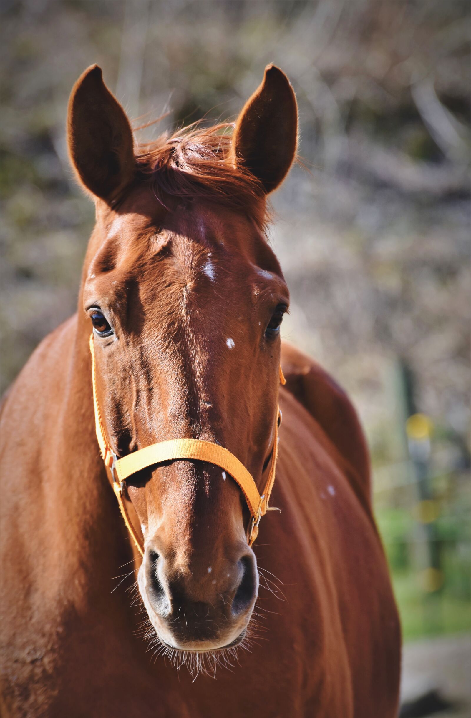 Nikon D7200 sample photo. Horse, stallion, horse head photography
