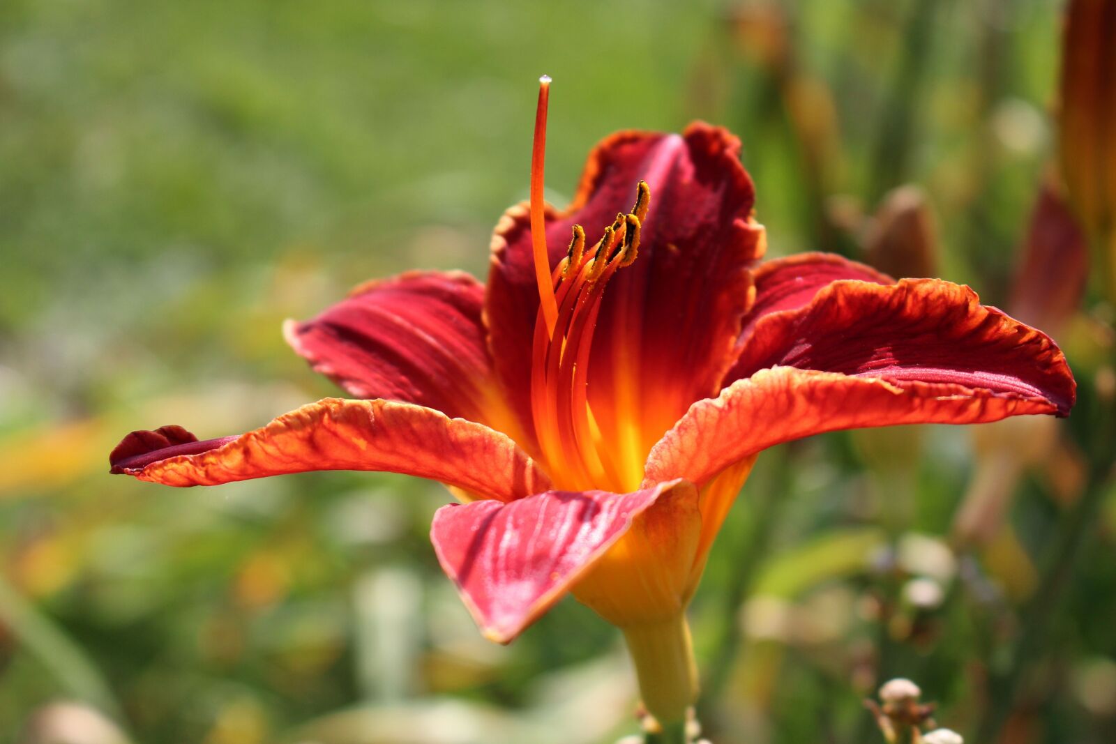 Canon EOS 700D (EOS Rebel T5i / EOS Kiss X7i) sample photo. Daylilies, day lilies, flower photography