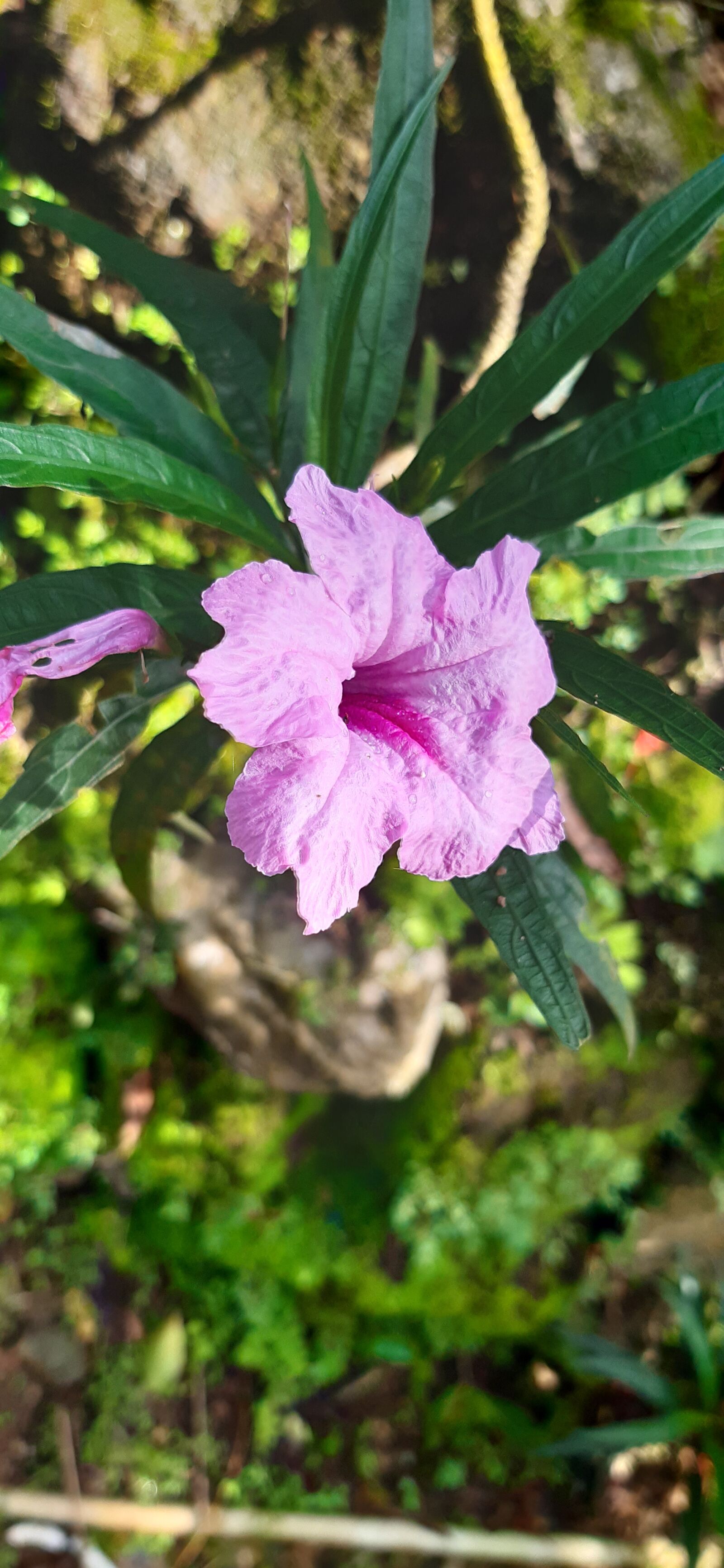 Samsung Galaxy A30 sample photo. Nature, red, blossom photography
