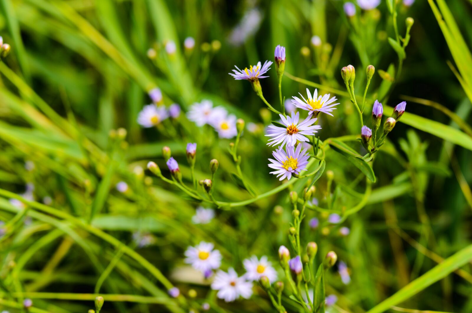 Nikon D7000 sample photo. Aster, dumosum, flower photography