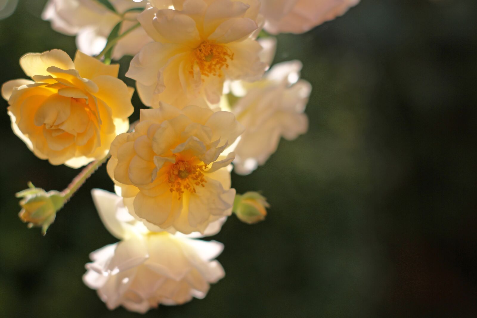 Canon EOS 700D (EOS Rebel T5i / EOS Kiss X7i) sample photo. Ghischlaine de filigonde, rose photography