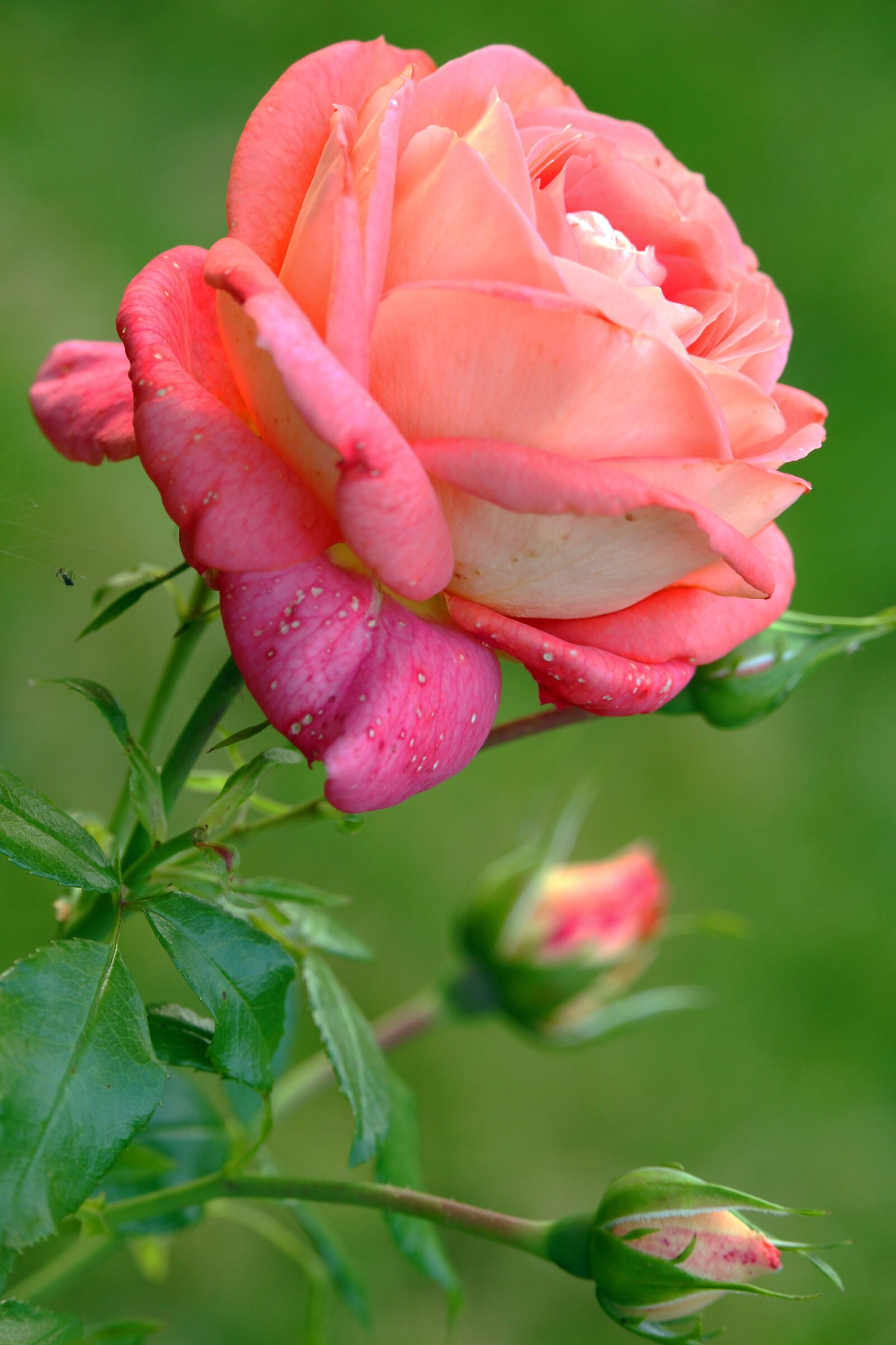 Canon EF-S 55-250mm F4-5.6 IS STM sample photo. Rose, pink, love photography
