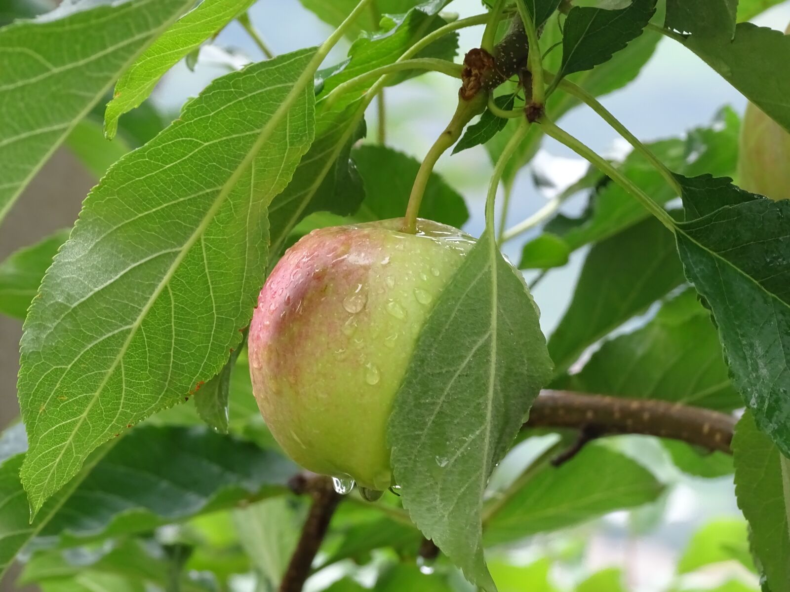 Sony Cyber-shot DSC-HX400V sample photo. Apple, starting to smell photography
