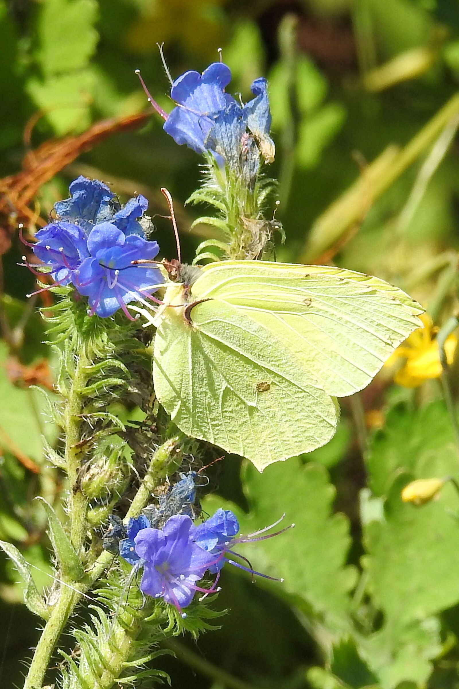 Nikon Coolpix P900 sample photo. Butterfly, gonepteryx rhamni, insect photography