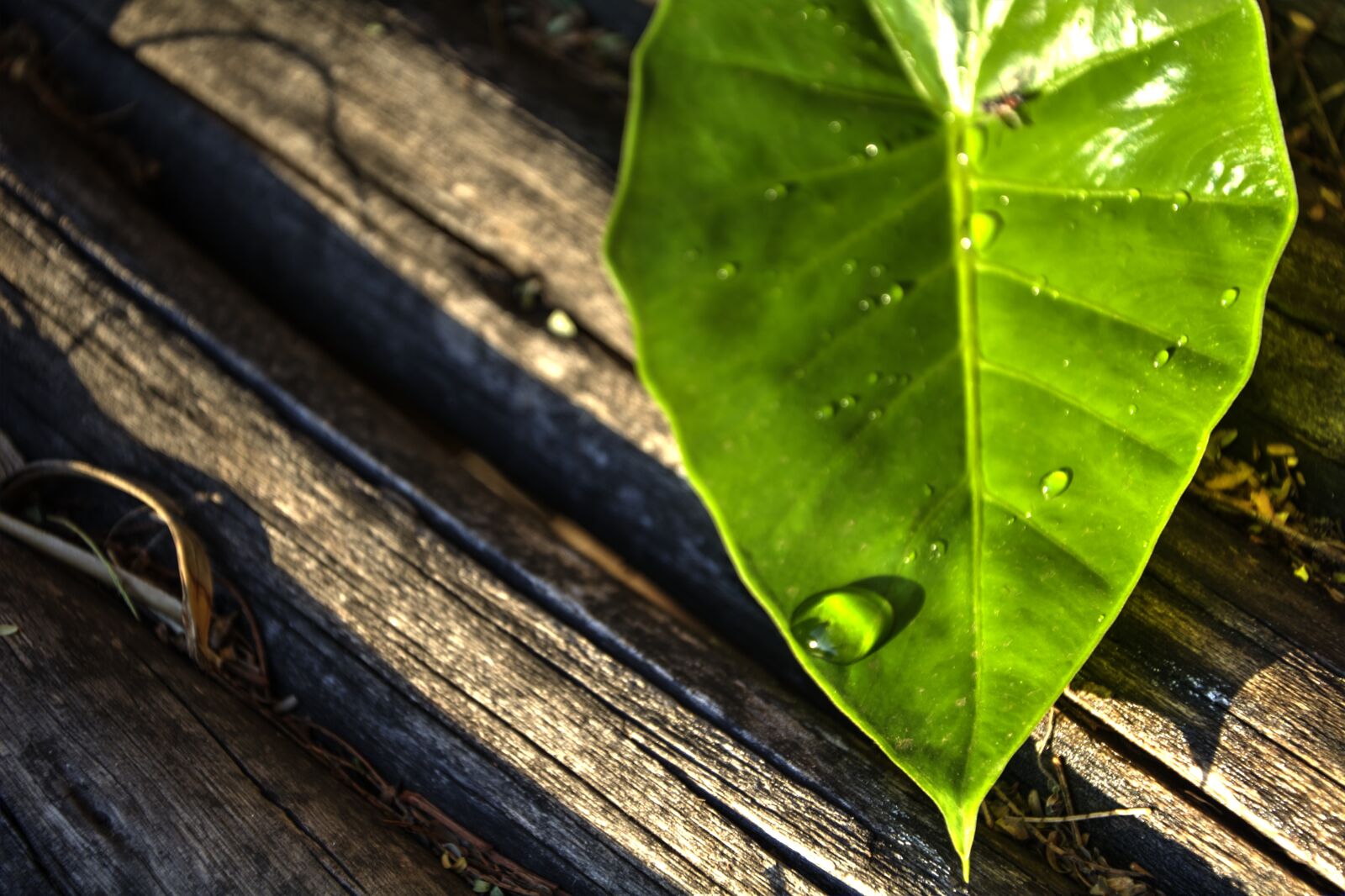 Nikon D5200 sample photo. Leaf, water drop, green photography