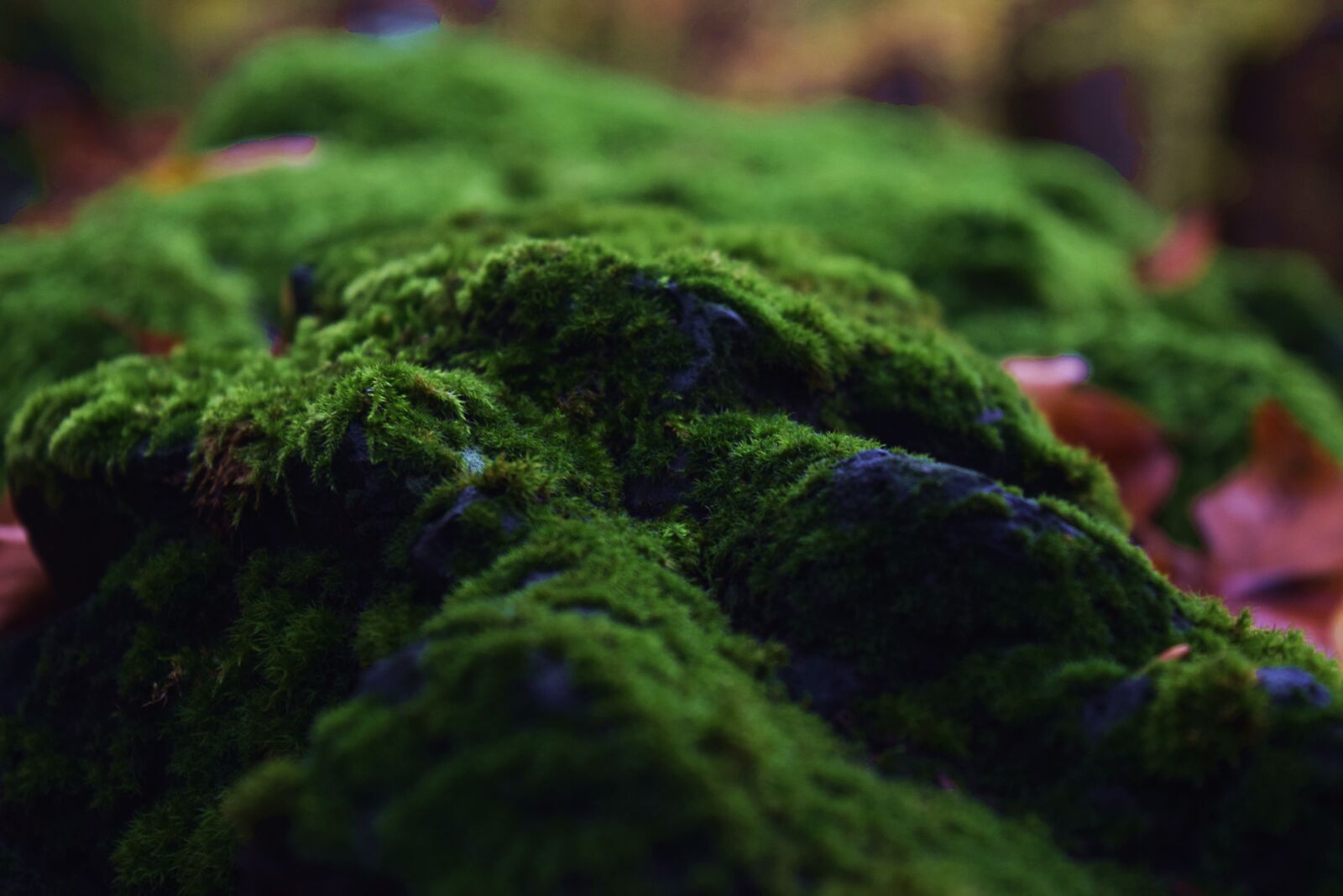 Nikon D3300 sample photo. Forest, moss, forest floor photography