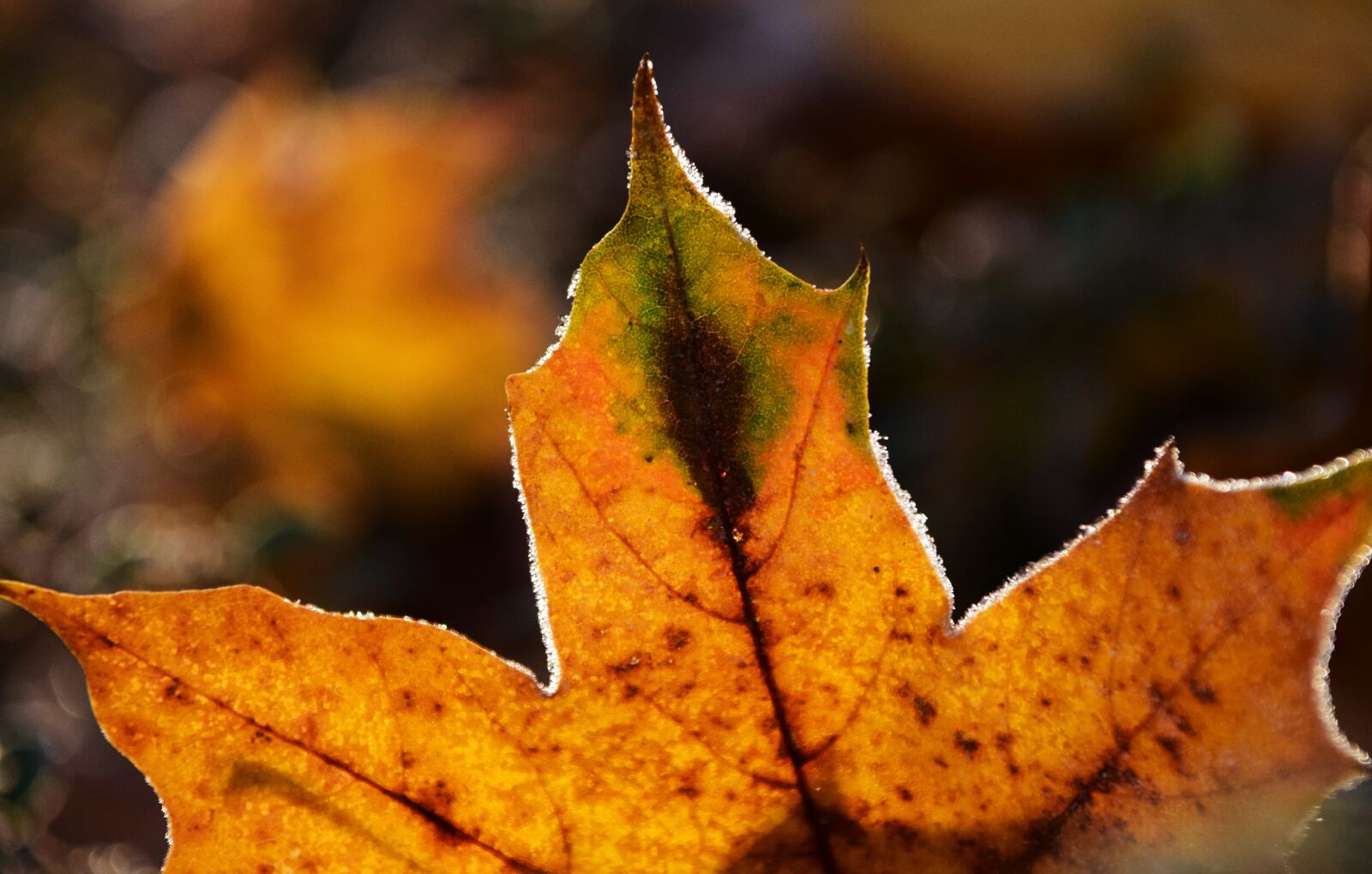 Nikon D3300 sample photo. Leaves, frost, nature photography