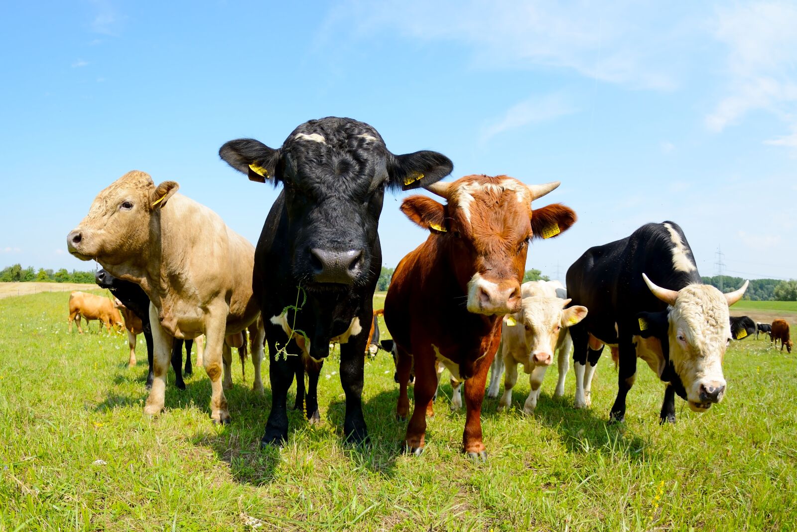 Nikon D7100 sample photo. Cows, hdr, rural photography