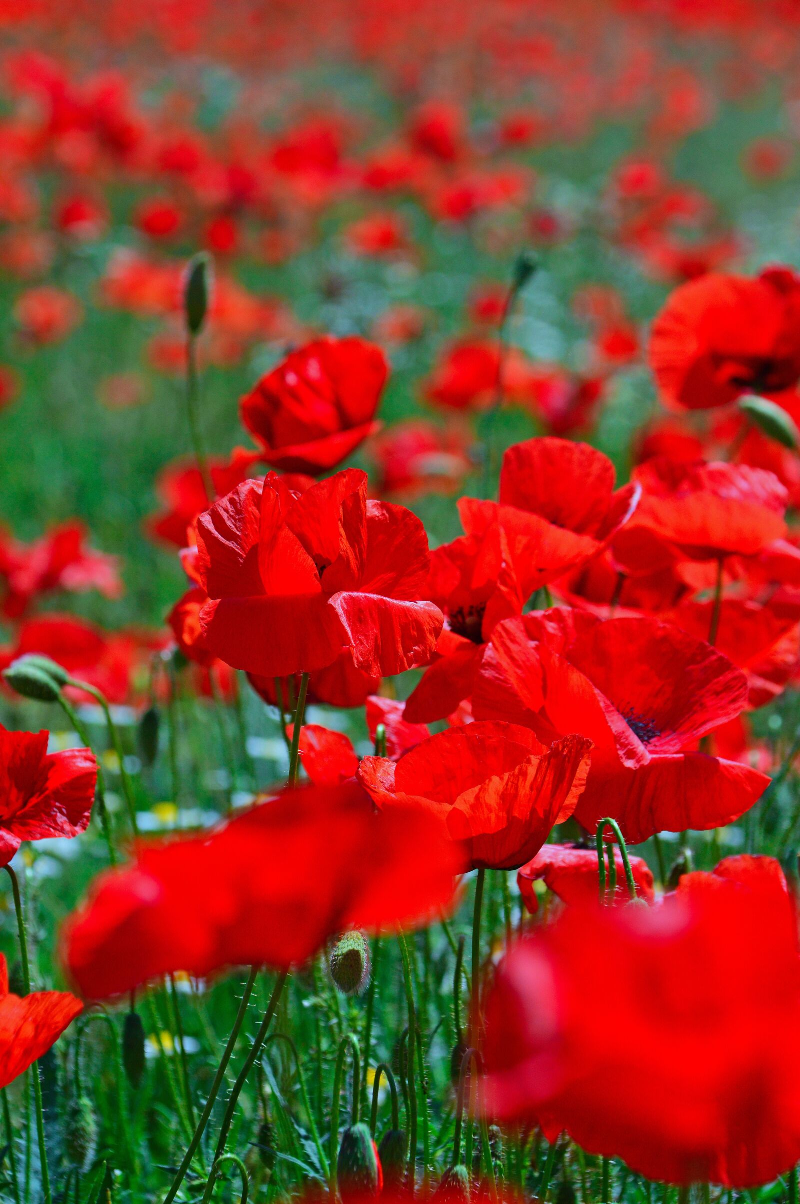 Nikon D3200 sample photo. Poppy field, mood, poppy photography