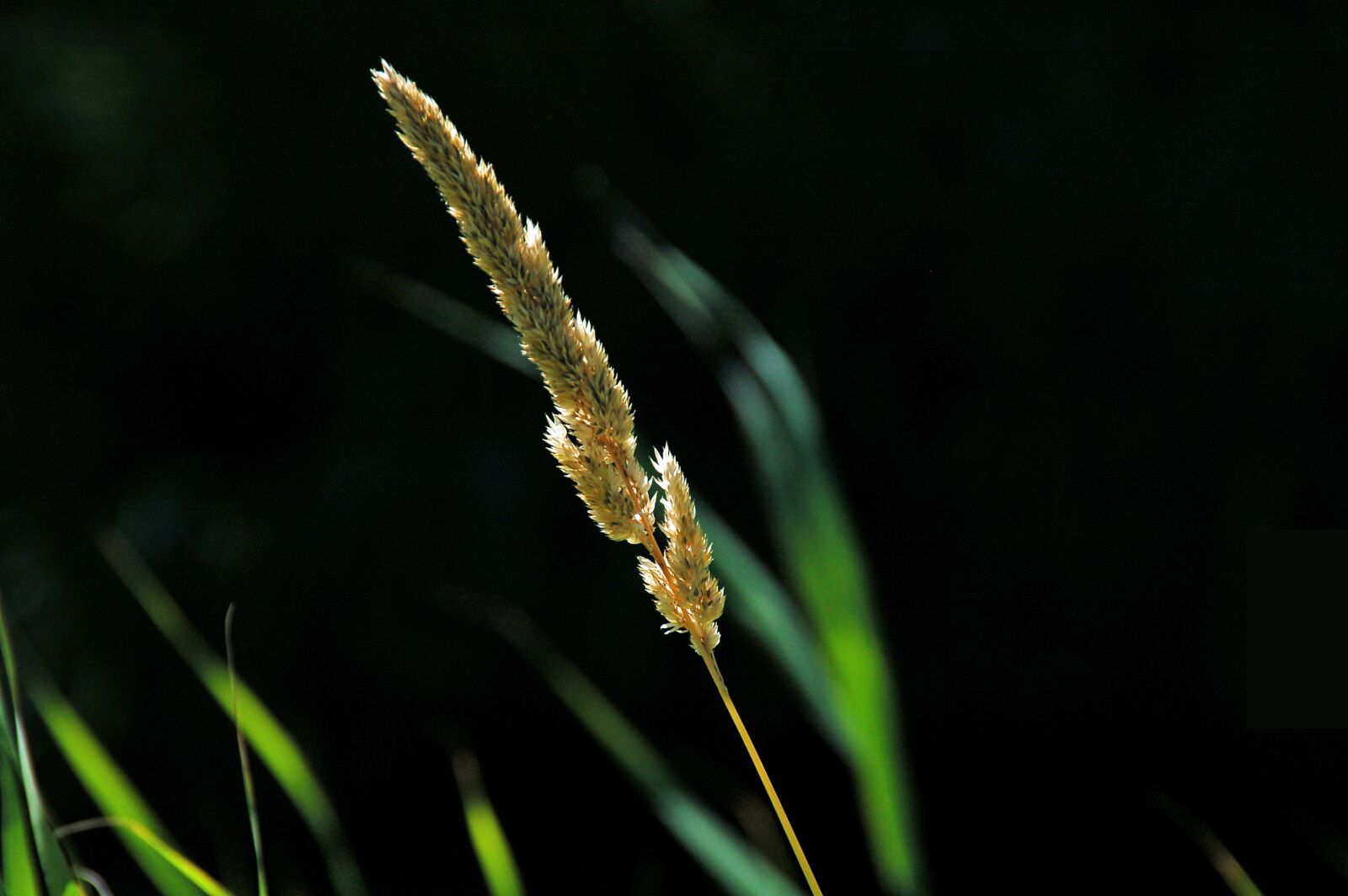 Nikon D50 sample photo. Plume, sun, reed photography