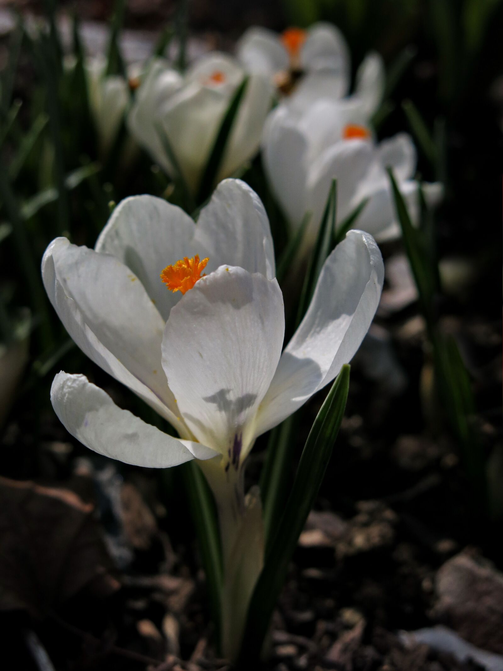 Canon PowerShot G15 sample photo. Crocus, white, flower photography