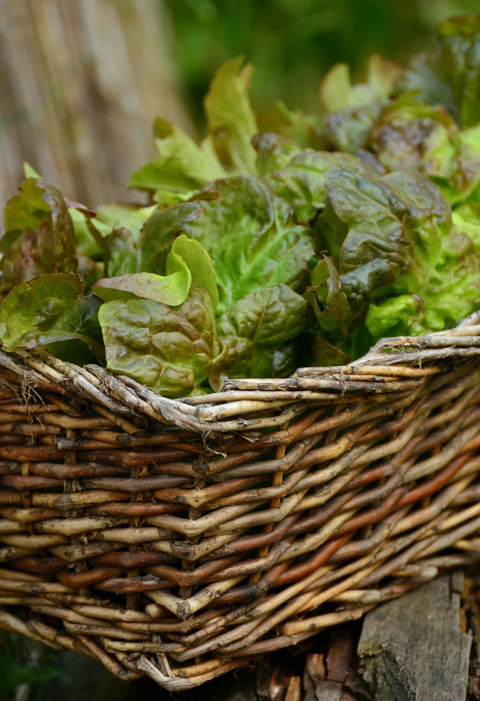 Nikon D5100 sample photo. Salad, leaf lettuce, bio photography