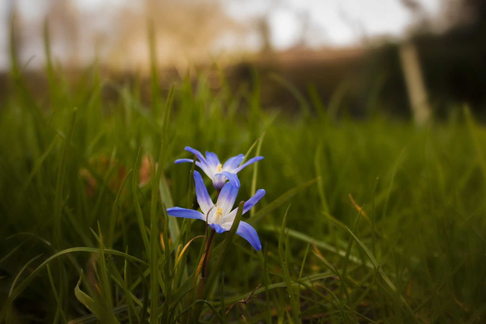 Canon EF-S 18-55mm F3.5-5.6 IS sample photo. Scilla, flower, squill photography