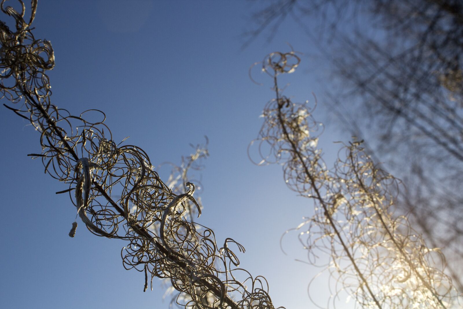 Canon EOS 600D (Rebel EOS T3i / EOS Kiss X5) sample photo. Plant, sunrise, autumn photography