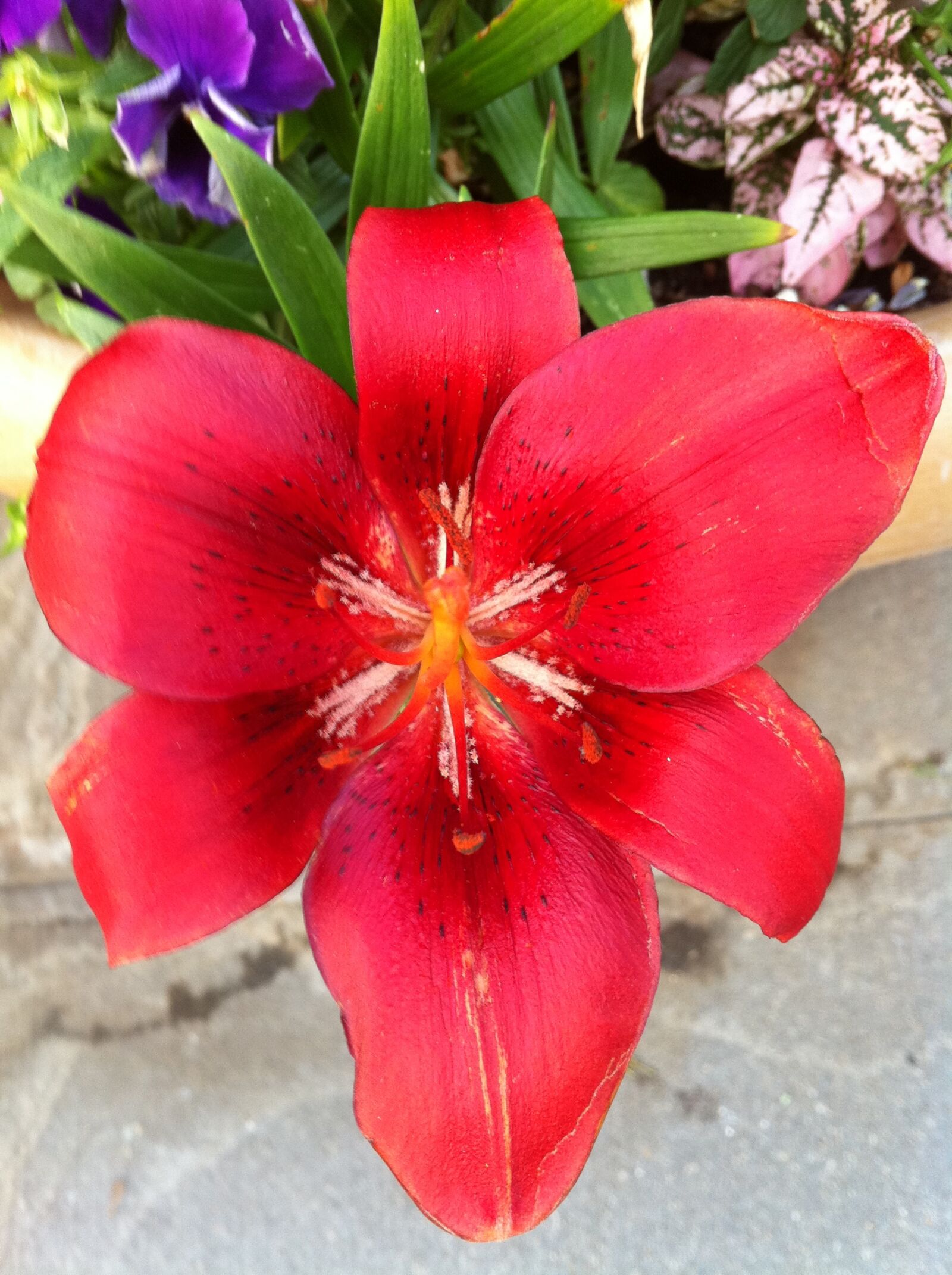 Apple iPhone 4 sample photo. Flower photography