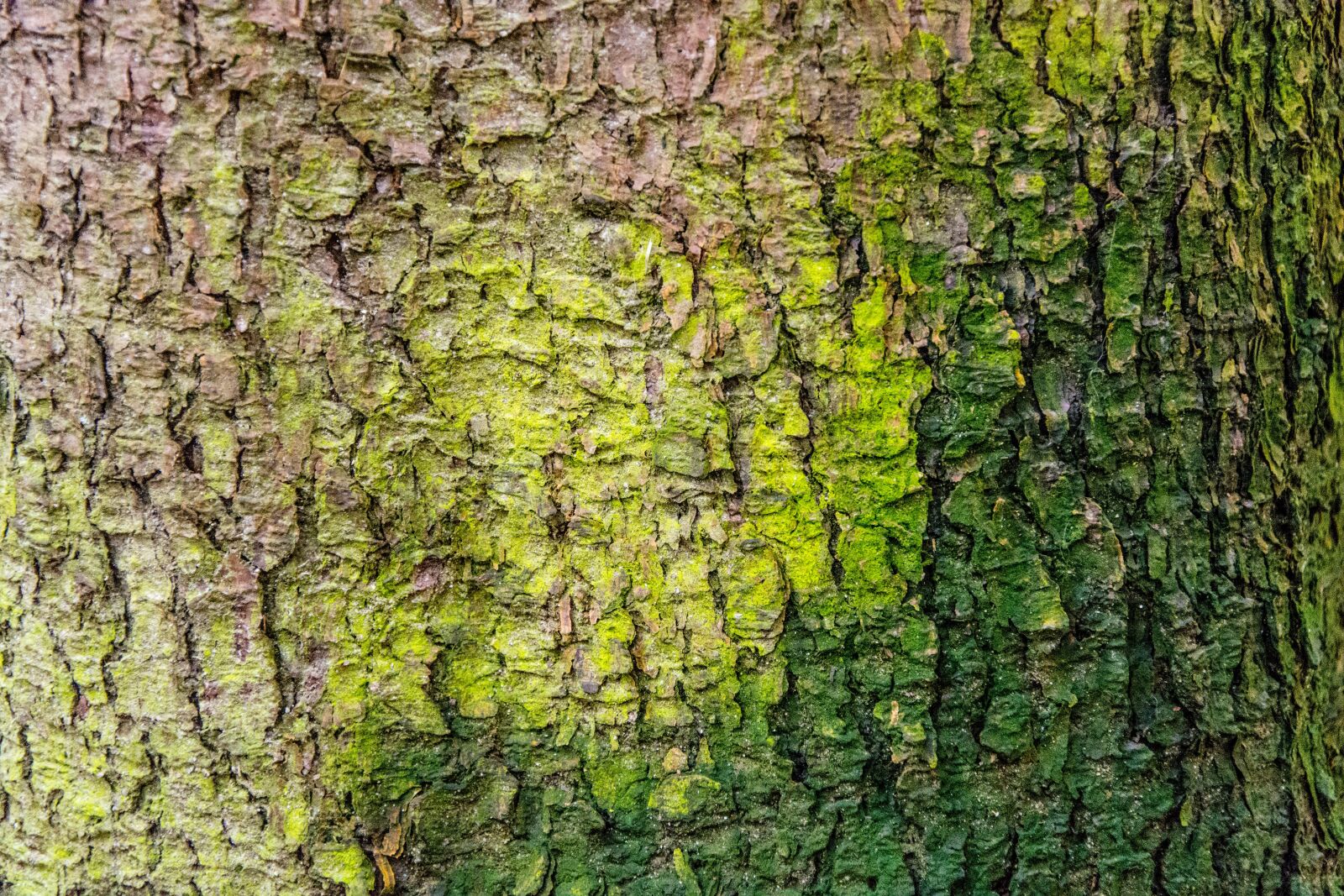 Nikon D7100 sample photo. Tree, forest, moss photography