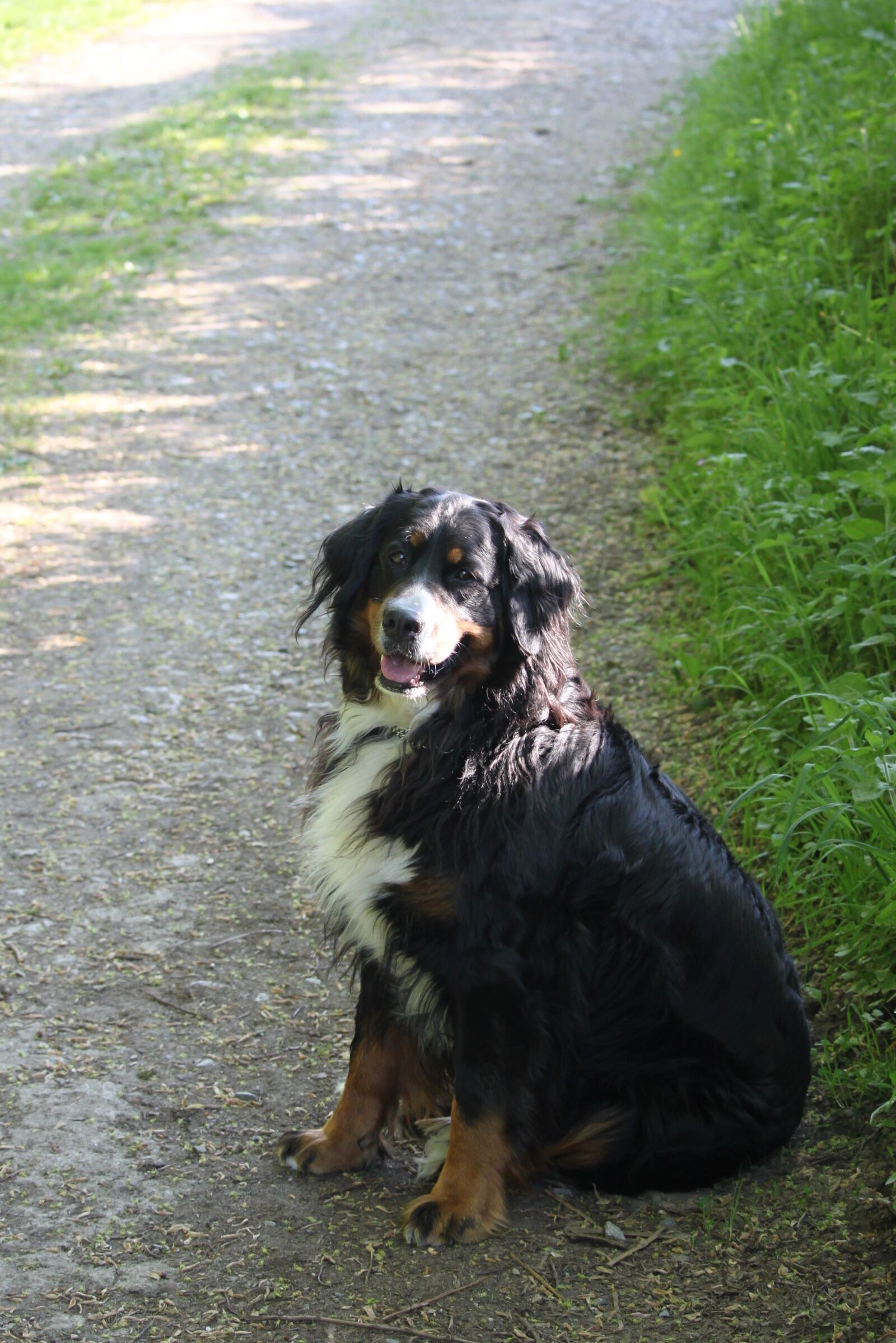 Canon EOS 500D (EOS Rebel T1i / EOS Kiss X3) sample photo. Dog, berner, bernese mountain photography