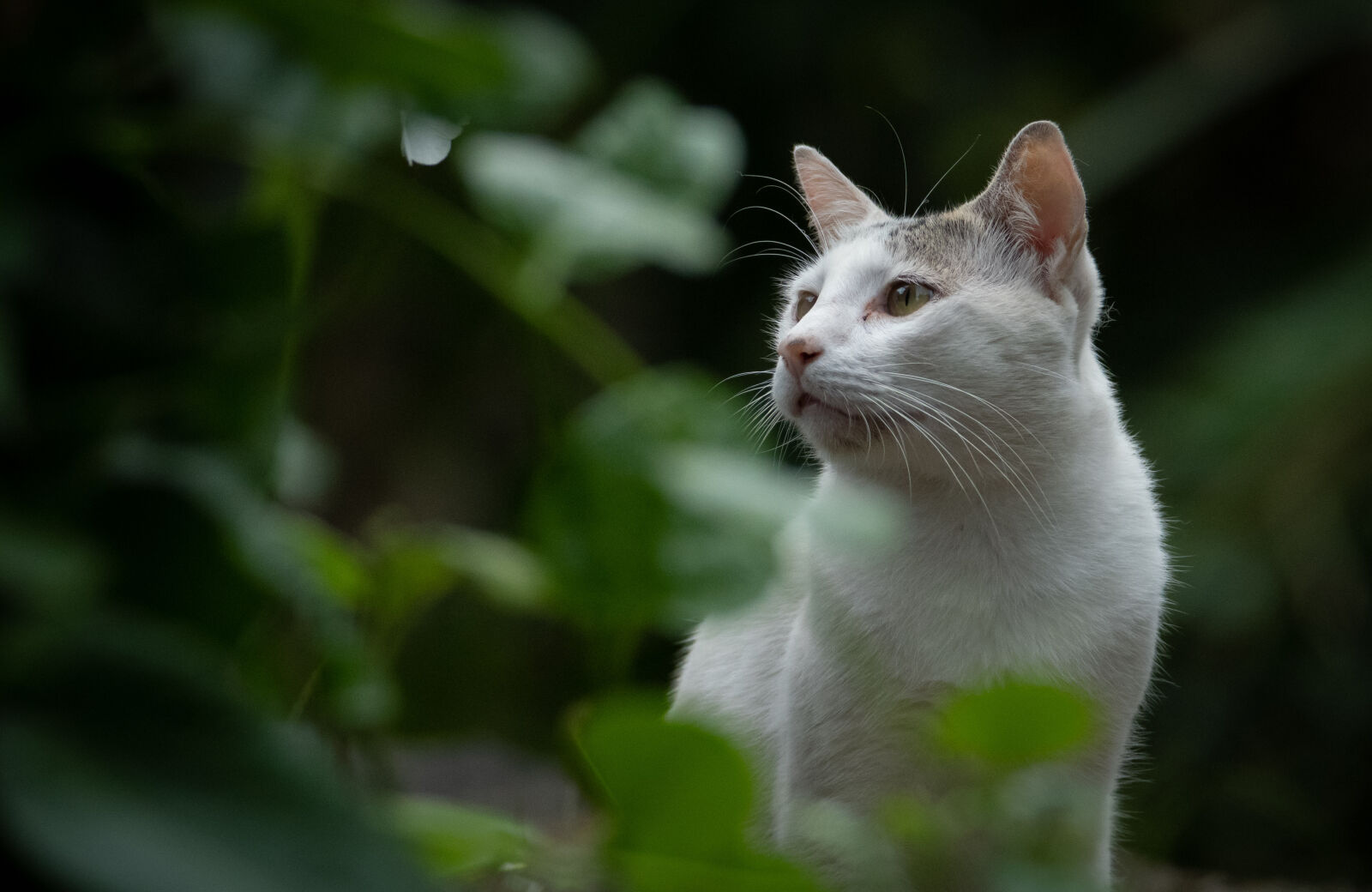 Nikon D7500 sample photo
