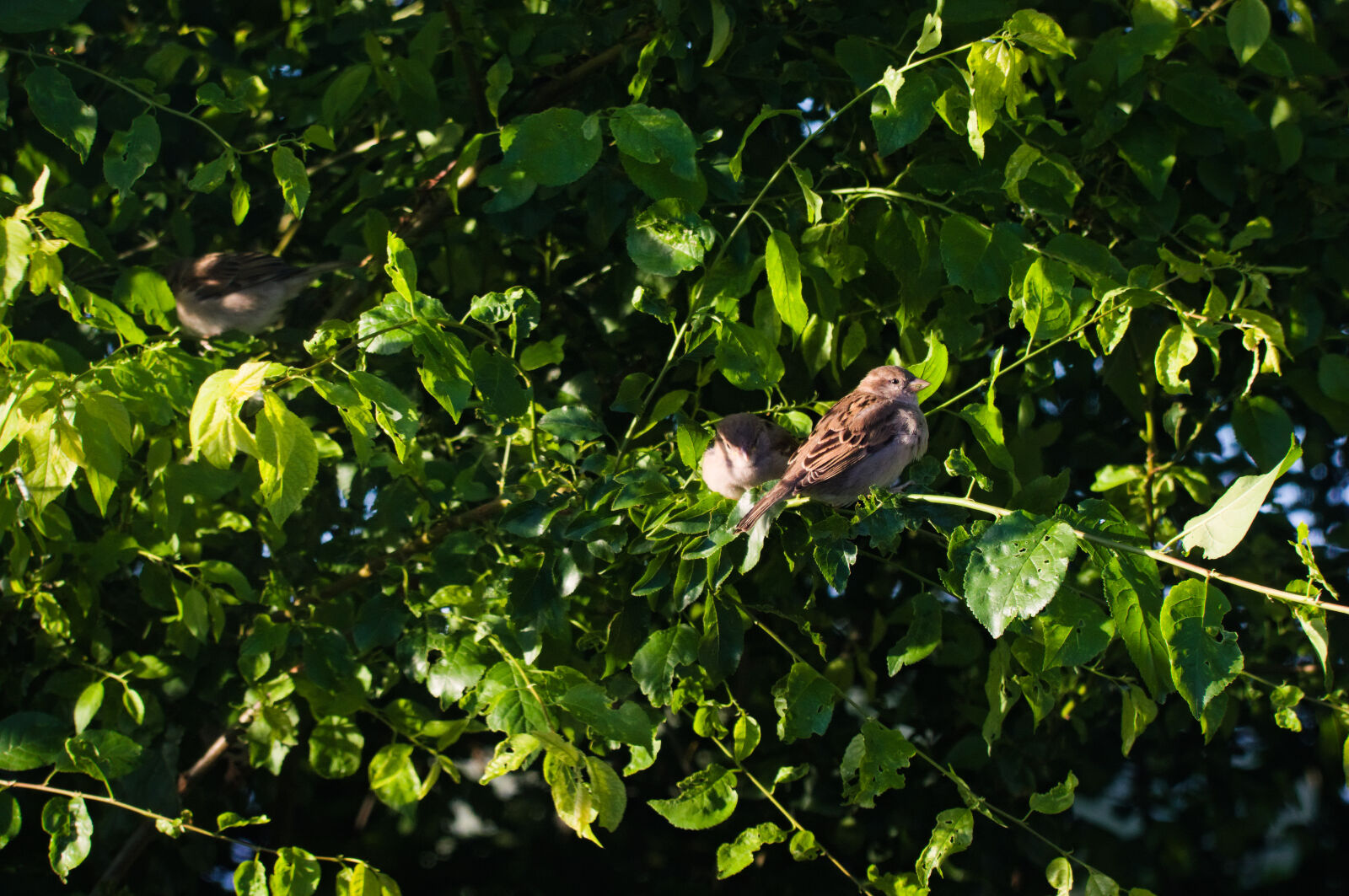 Nikon D3200 sample photo. Small bird photography