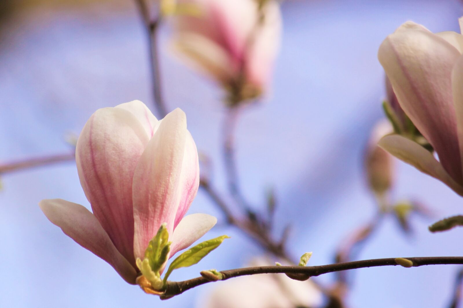 Canon EOS 550D (EOS Rebel T2i / EOS Kiss X4) sample photo. Magnolia, blossom, bloom photography