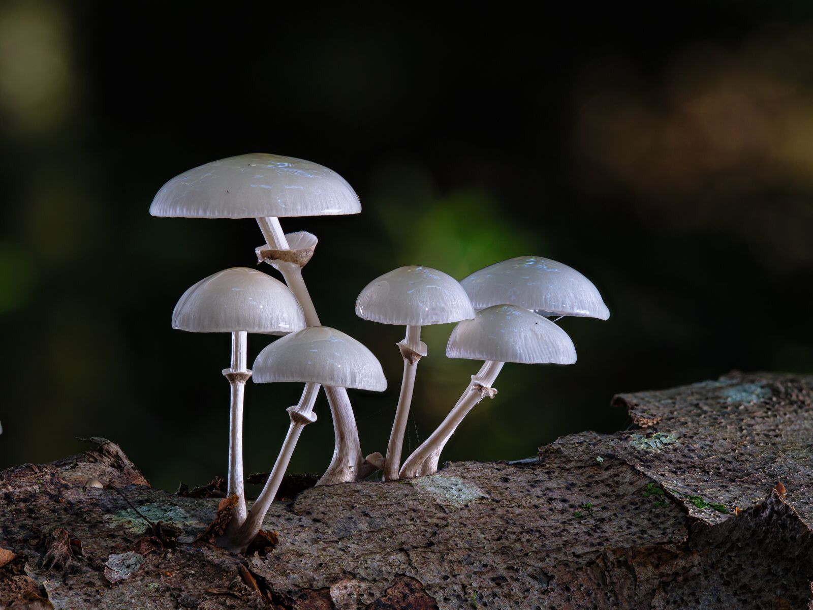 Panasonic Lumix DC-G9 + Olympus M.Zuiko Digital ED 60mm F2.8 Macro sample photo. Mushrooms, mushroom, edible photography