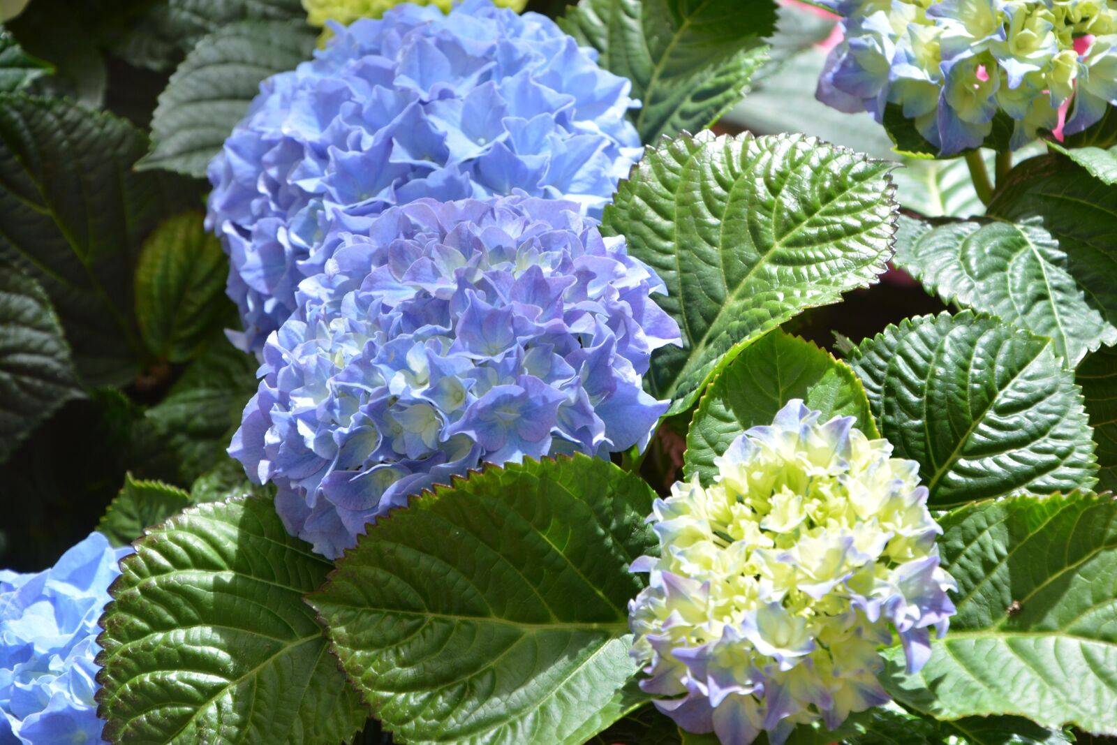 Nikon D5200 sample photo. Flower, hydrangea blue, plants photography