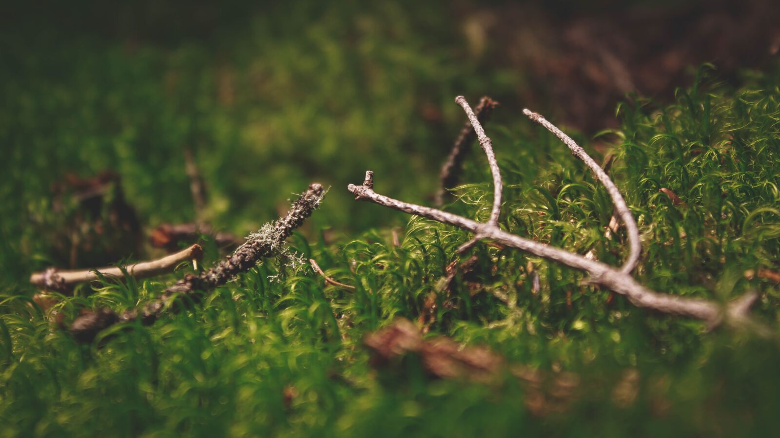 Canon EOS 1200D (EOS Rebel T5 / EOS Kiss X70 / EOS Hi) sample photo. Nature, russia, forest photography