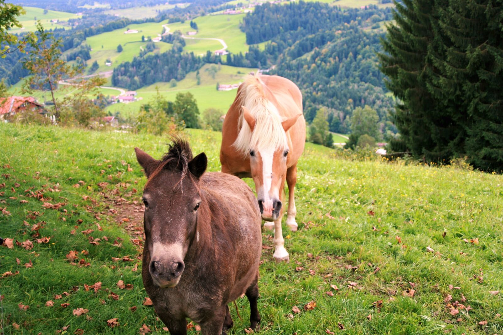 Canon EOS 400D (EOS Digital Rebel XTi / EOS Kiss Digital X) sample photo. Mountains, horses, autumn photography
