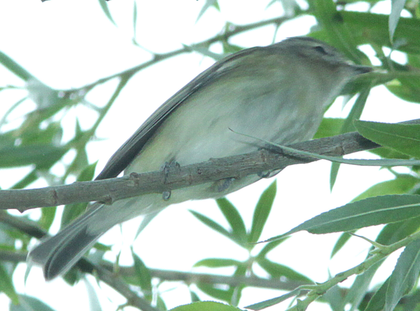 Canon EF 300mm F4L IS USM sample photo