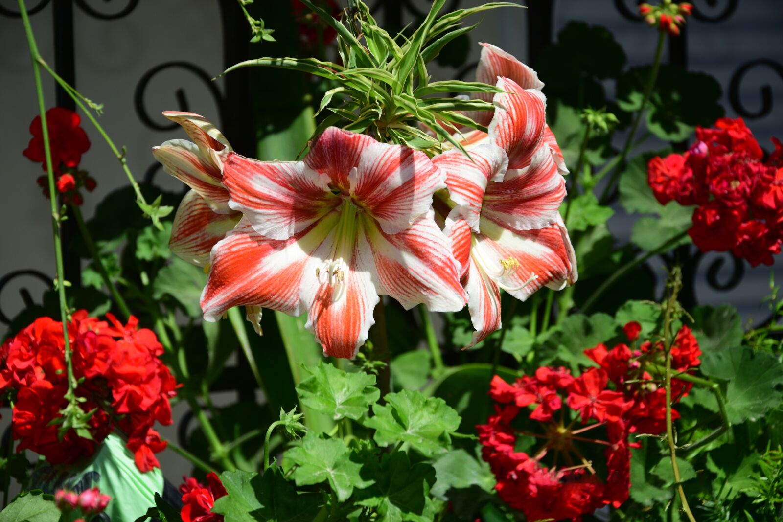 Nikon D3300 sample photo. Flower, garden, nature photography