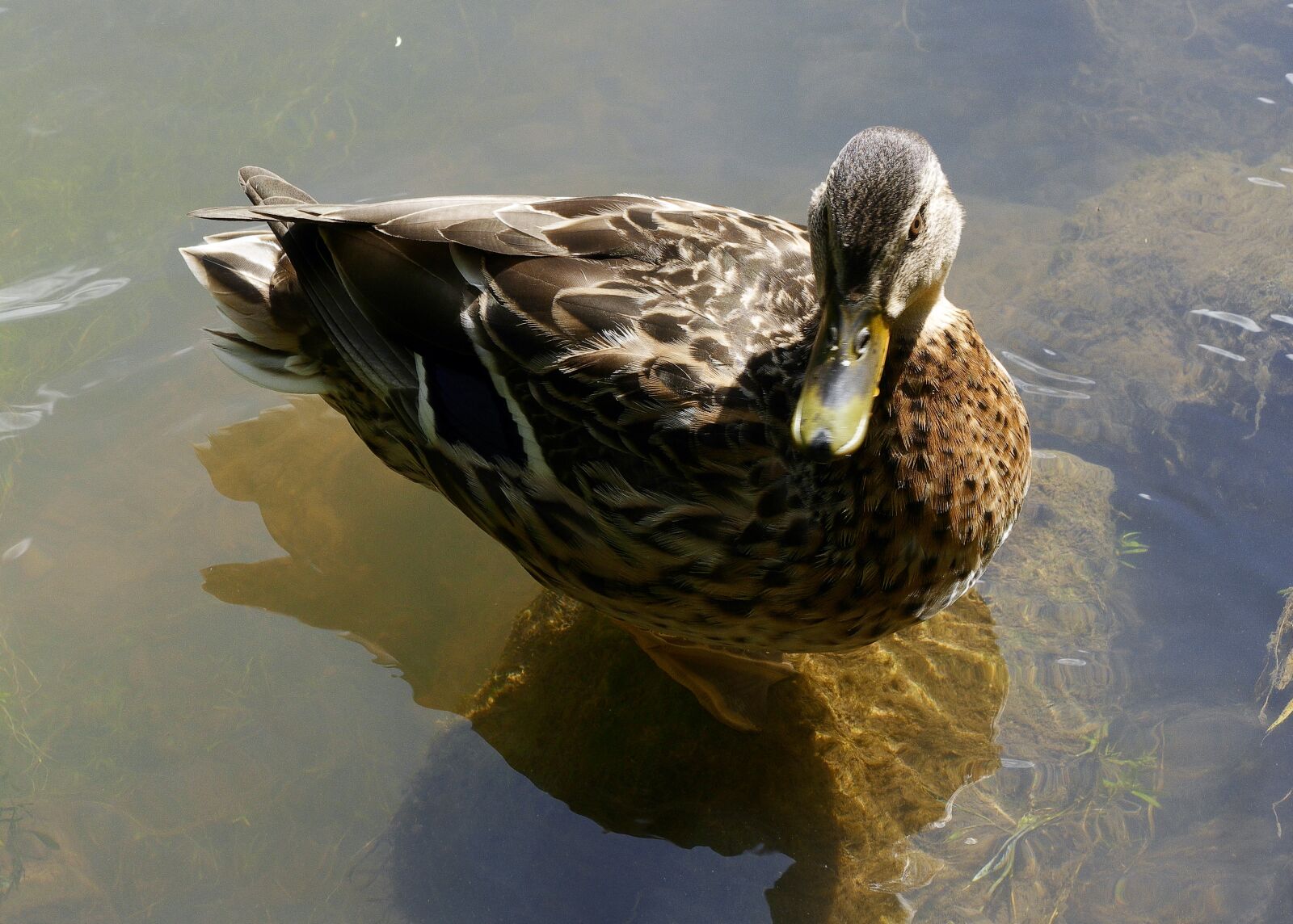 Panasonic Lumix DMC-FZ1000 sample photo. Duck, mallard, mallard female photography