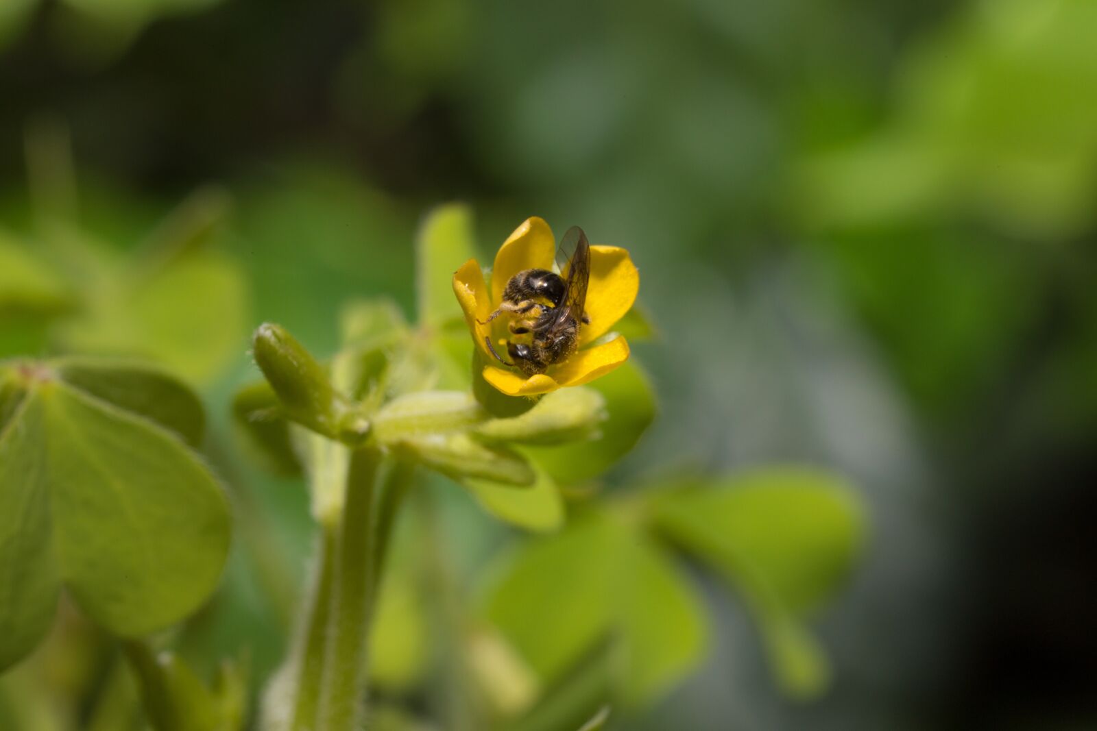 Canon EOS 5D Mark IV sample photo. Insect, bee, floral photography